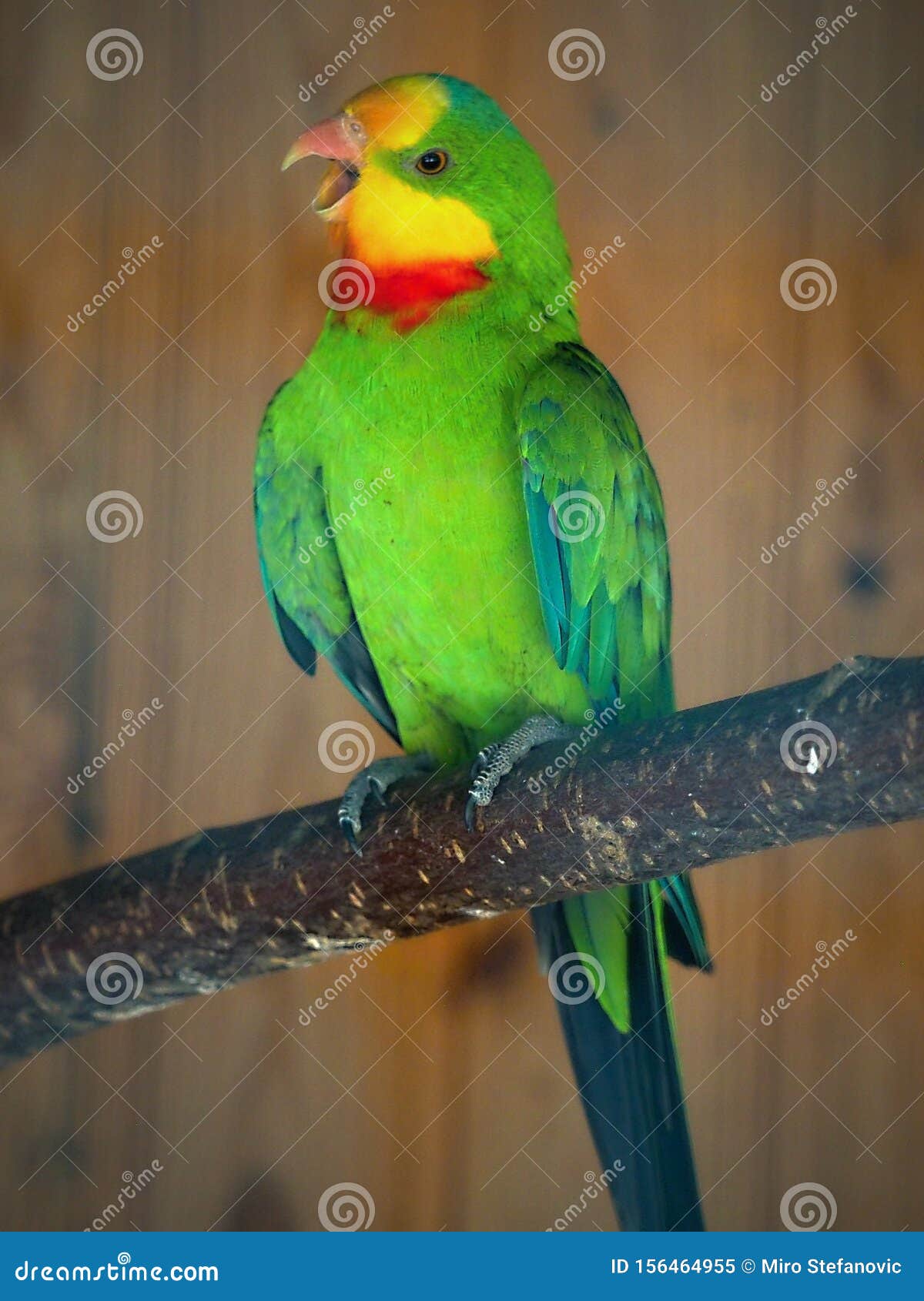 Parrots are Classified in the Animal Kingdom, Chordate Tribe, Bird Class,  Aviation Subclass and Parrot  Colored Stock Image - Image of  historical, animal: 156464955