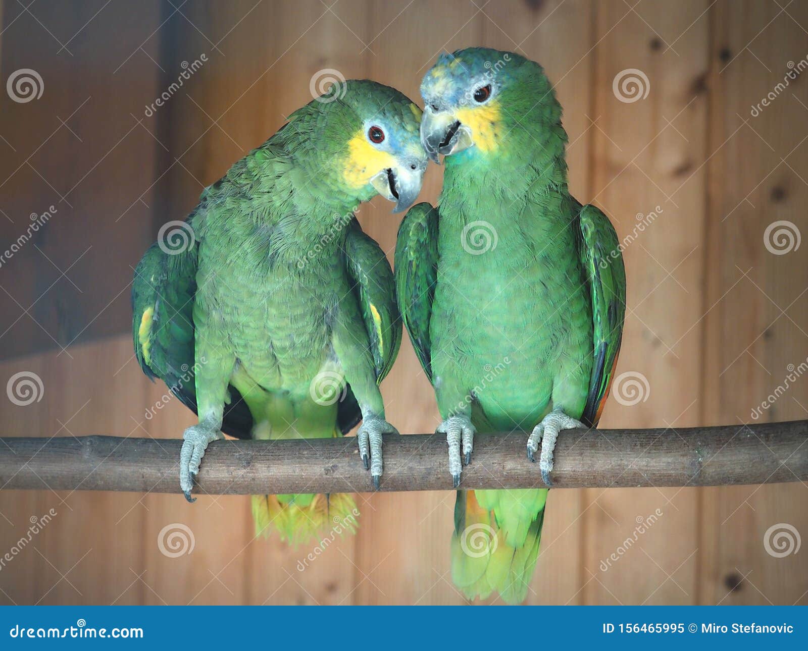 Parrots are Classified in the Animal Kingdom, Chordate Tribe, Bird Class,  Aviation Subclass and Parrot  Colored Stock Image - Image of  familynice, chordate: 156465995