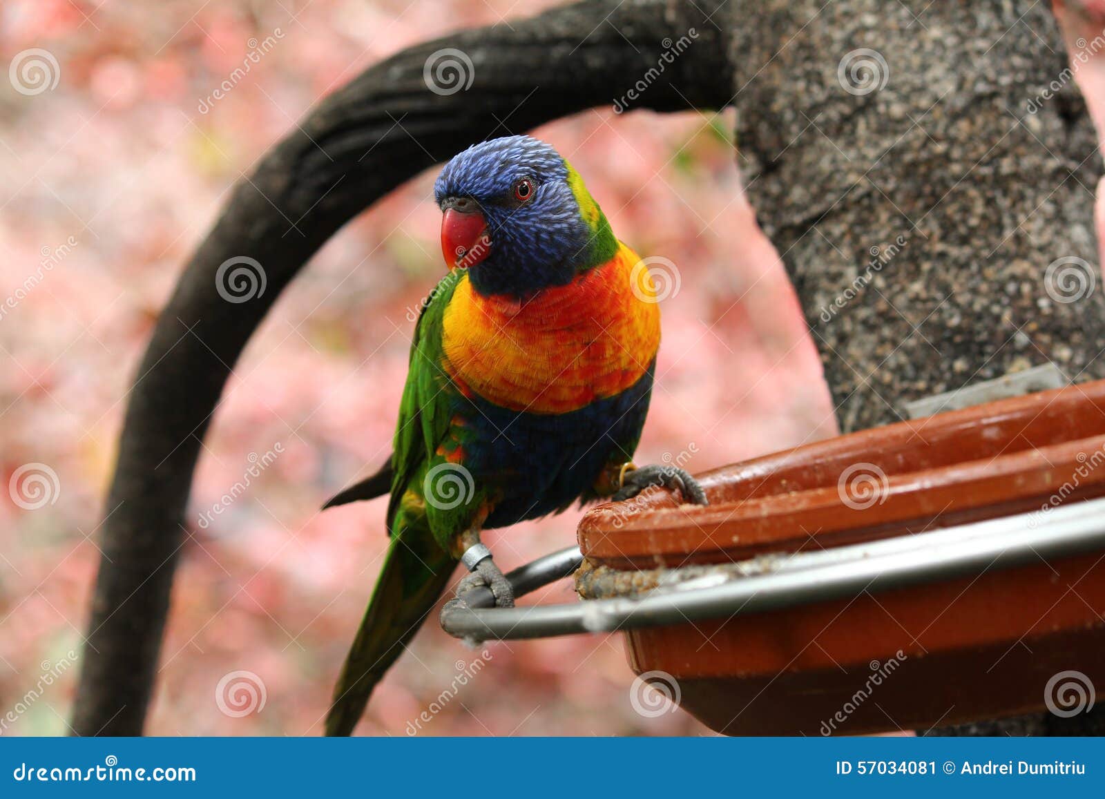 Parrots eating on a branch stock image. Image of large 57034081