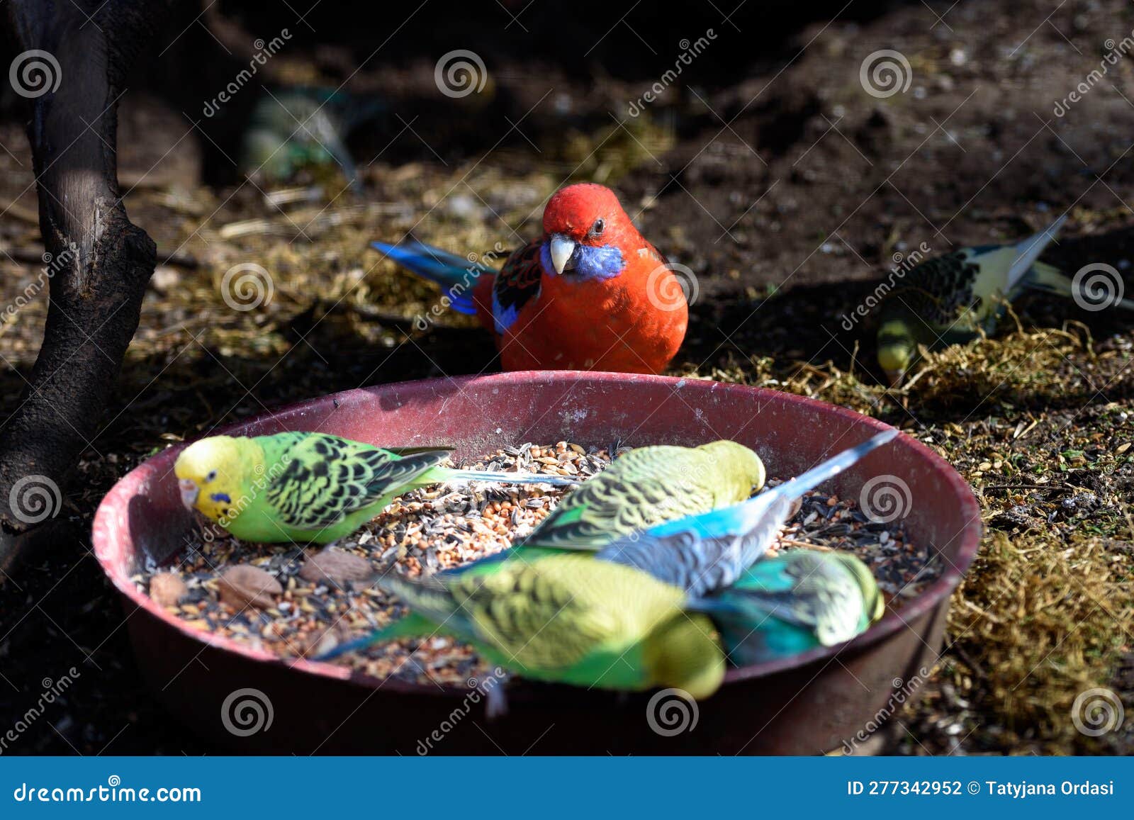 Parrots Eating Corn and Vegetables. Red Parrot Stock Photo Image of