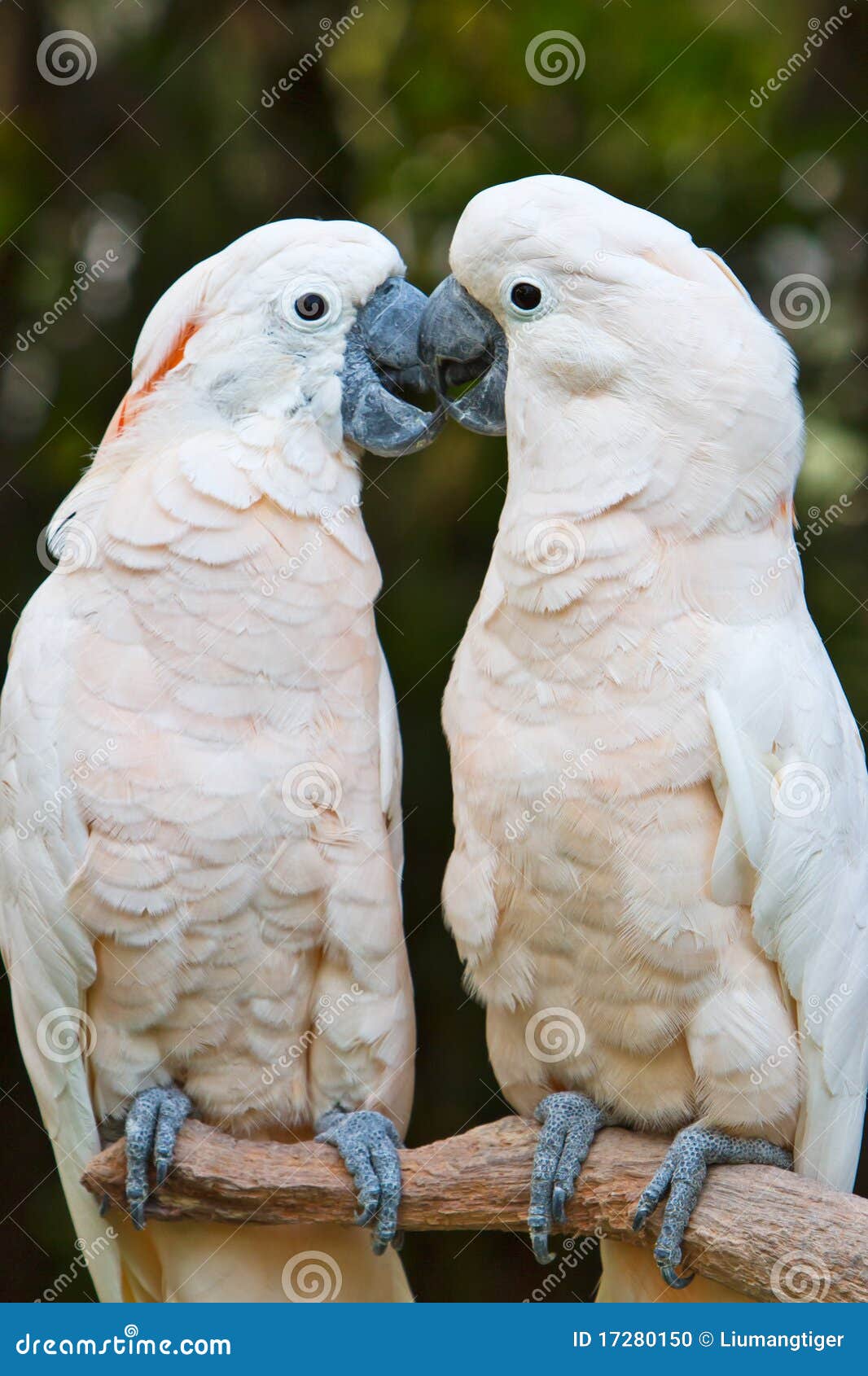 Parrots kissing stock photo. Image of kiss, claw, bird 17280150
