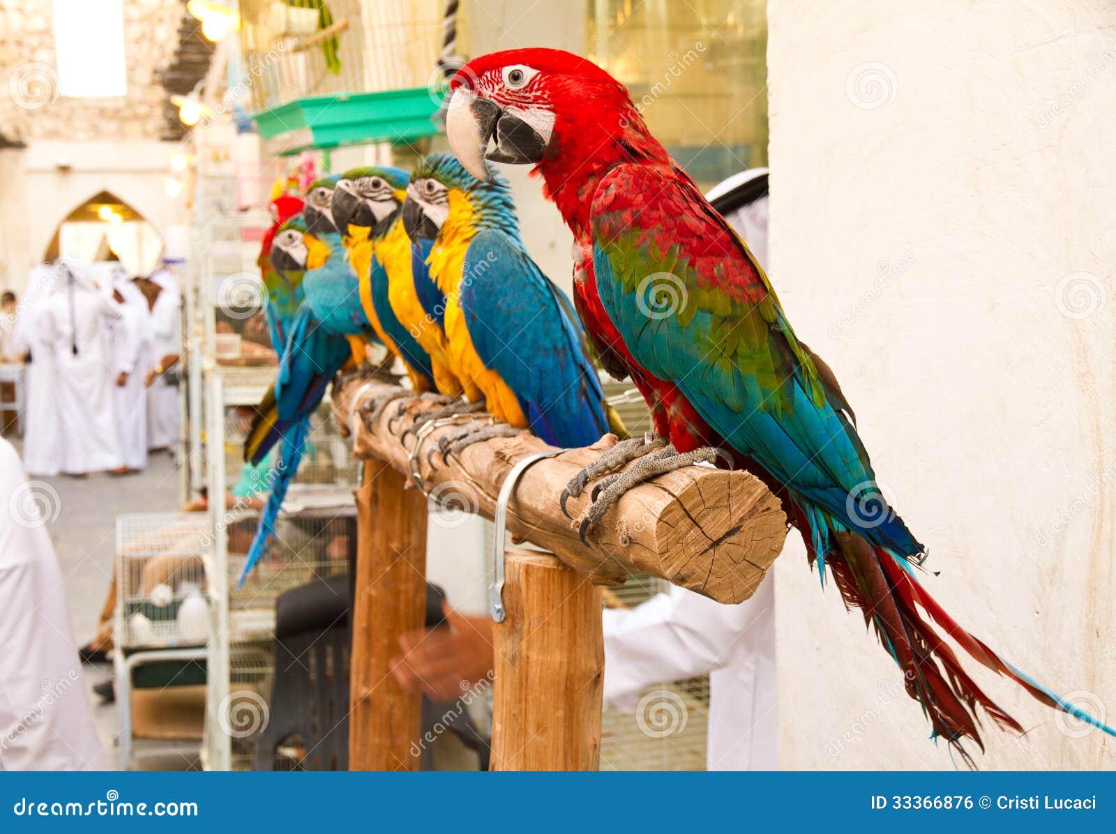 Parrots stock photo. Image of exotic, middle, animal 33366876