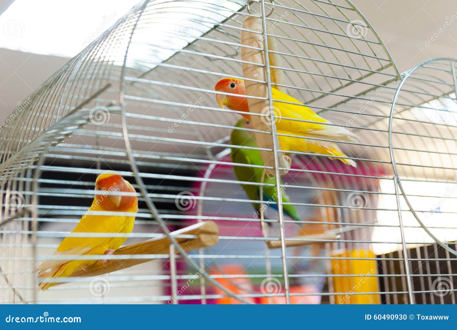 Parrots for sale stock photo. Image of bird, sell, animal 60490930