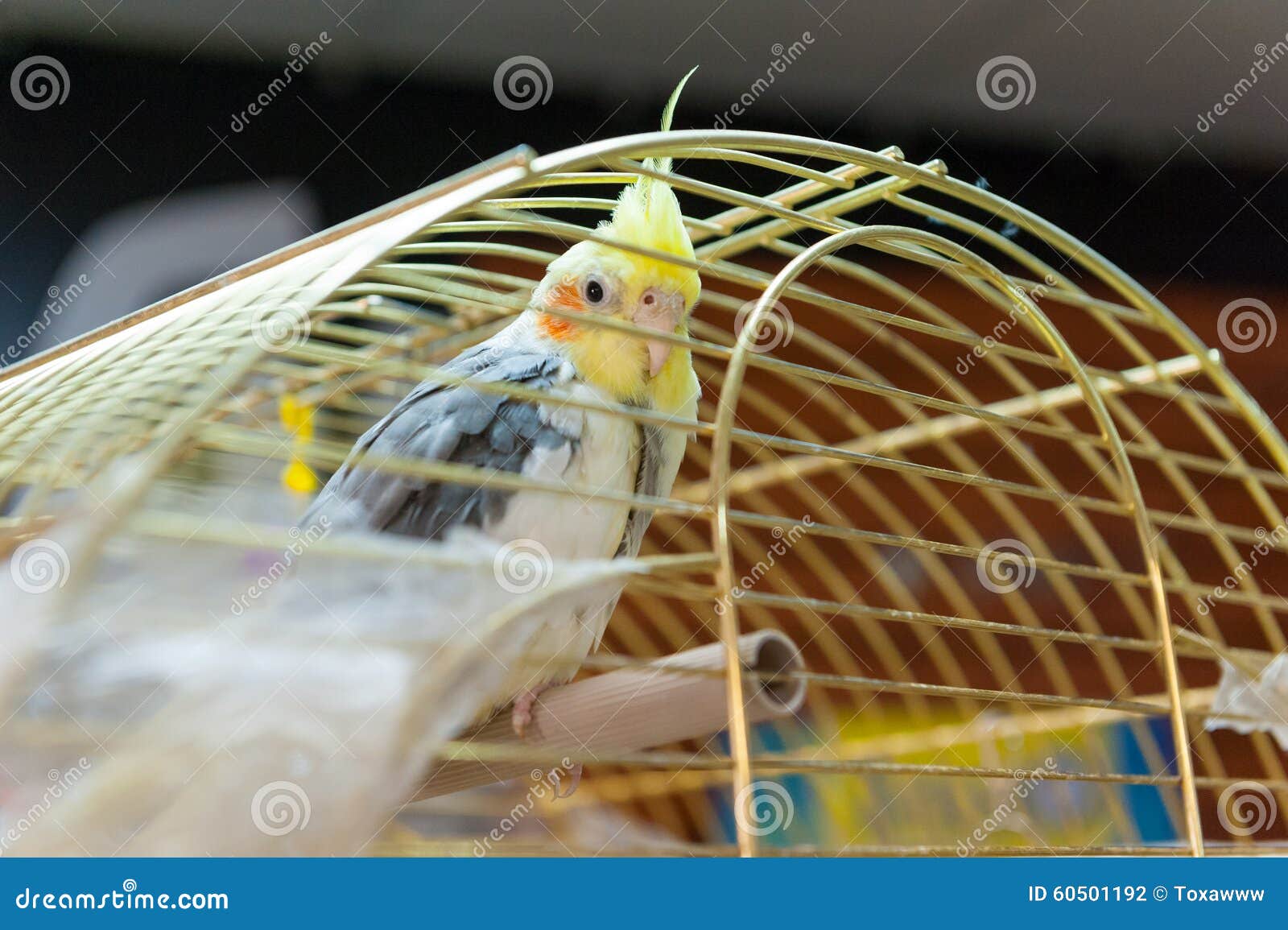 Parrots for sale at pet shop