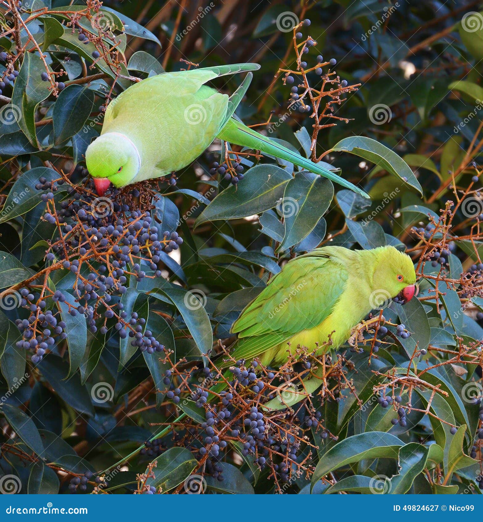 Parrots in the Tropical Forest Stock Image Biology Diagrams