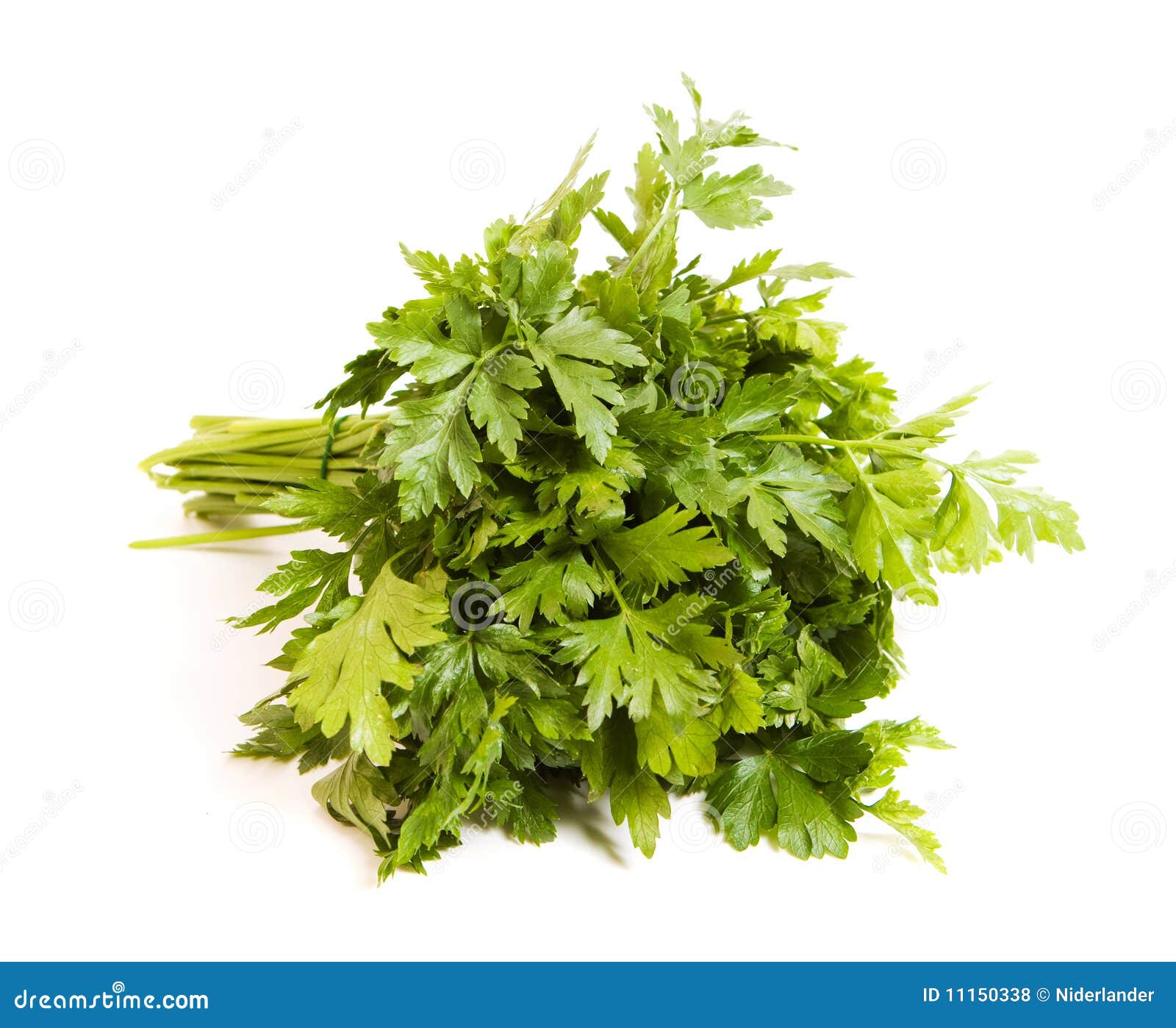 Parsley stock photo. Image of vegetable, food, tasty 11150338