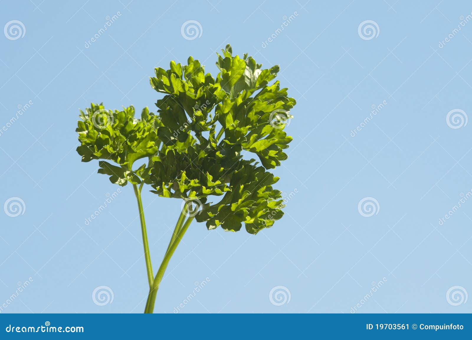 En parsley mot en blå bakgrund