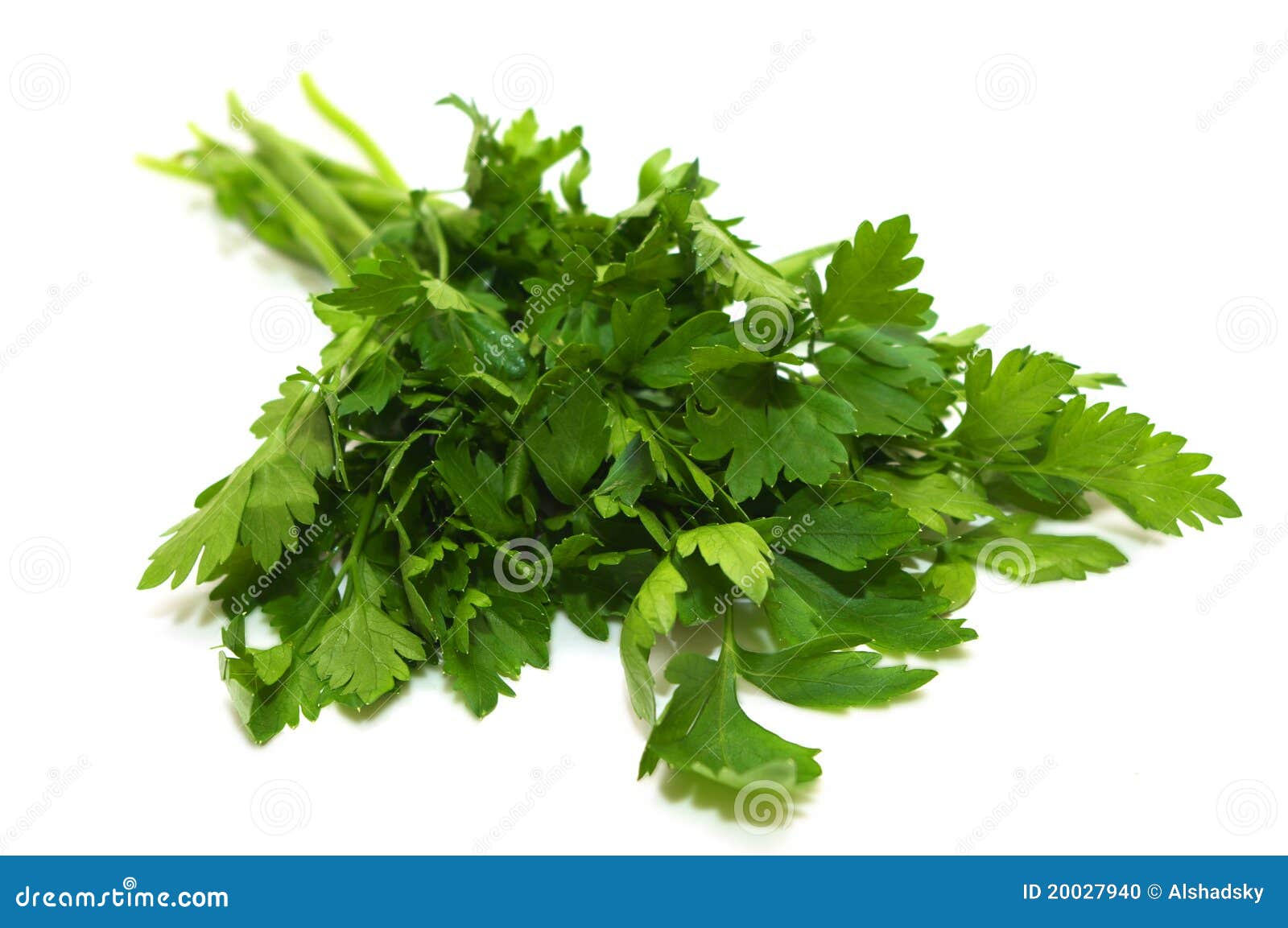 Parsley stock photo. Image of objects, dietetic, chinese 20027940
