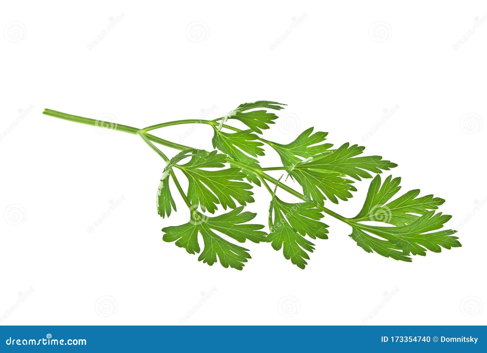 Parsley Aislado De Fondo Blanco Foto de archivo Imagen de herbario