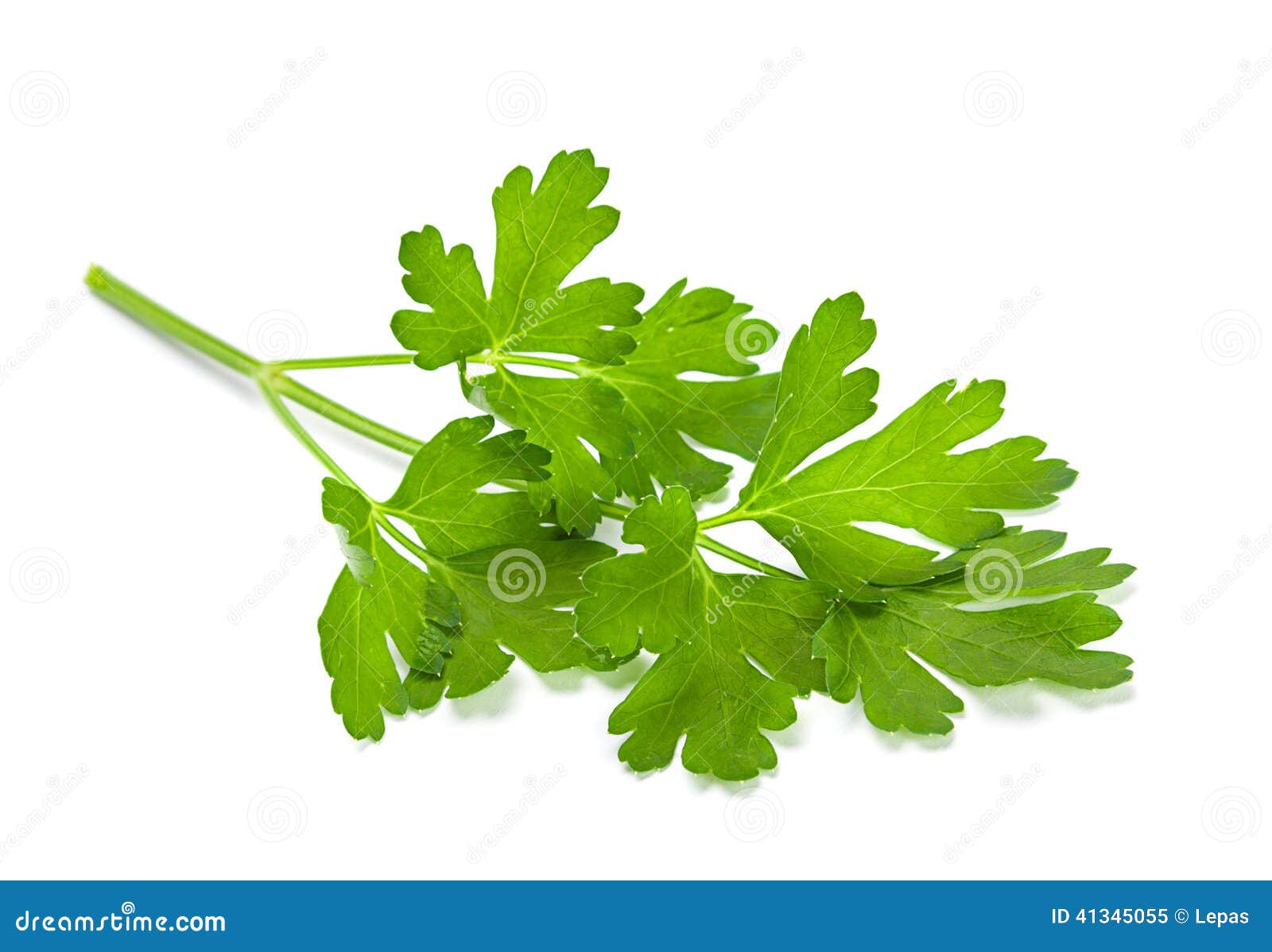 Parsley aromatic herb stock image. Image of herb, vegetable 41345055