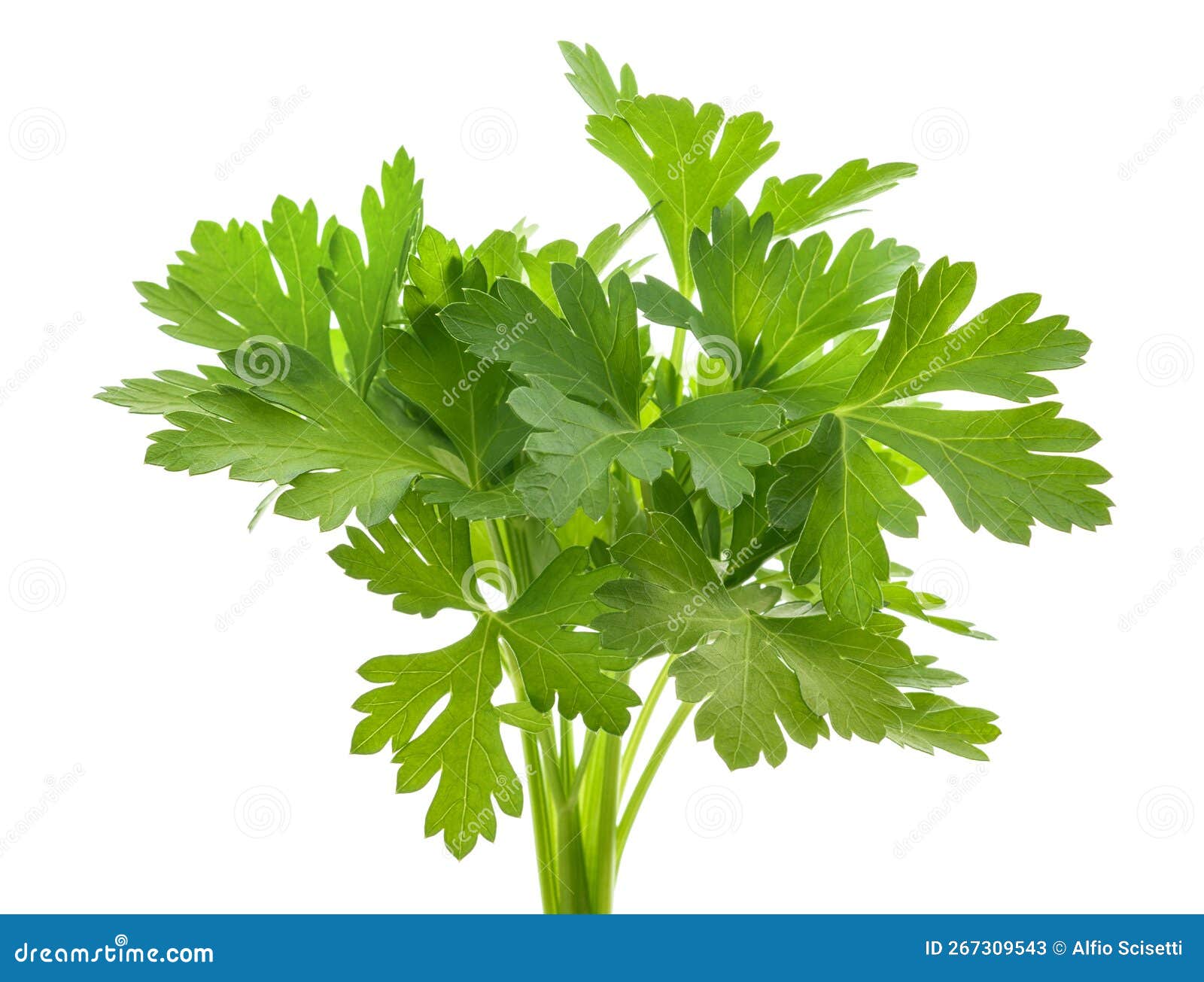 Parsley bunch stock image. Image of bunch, flavouring 267309543