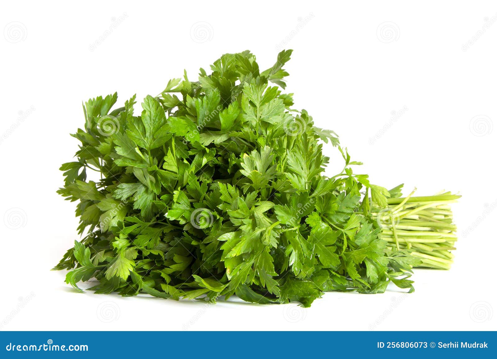 Parsley Bunch Isolated on a White Background. Parsley Herb Leaves Stock Image Image of