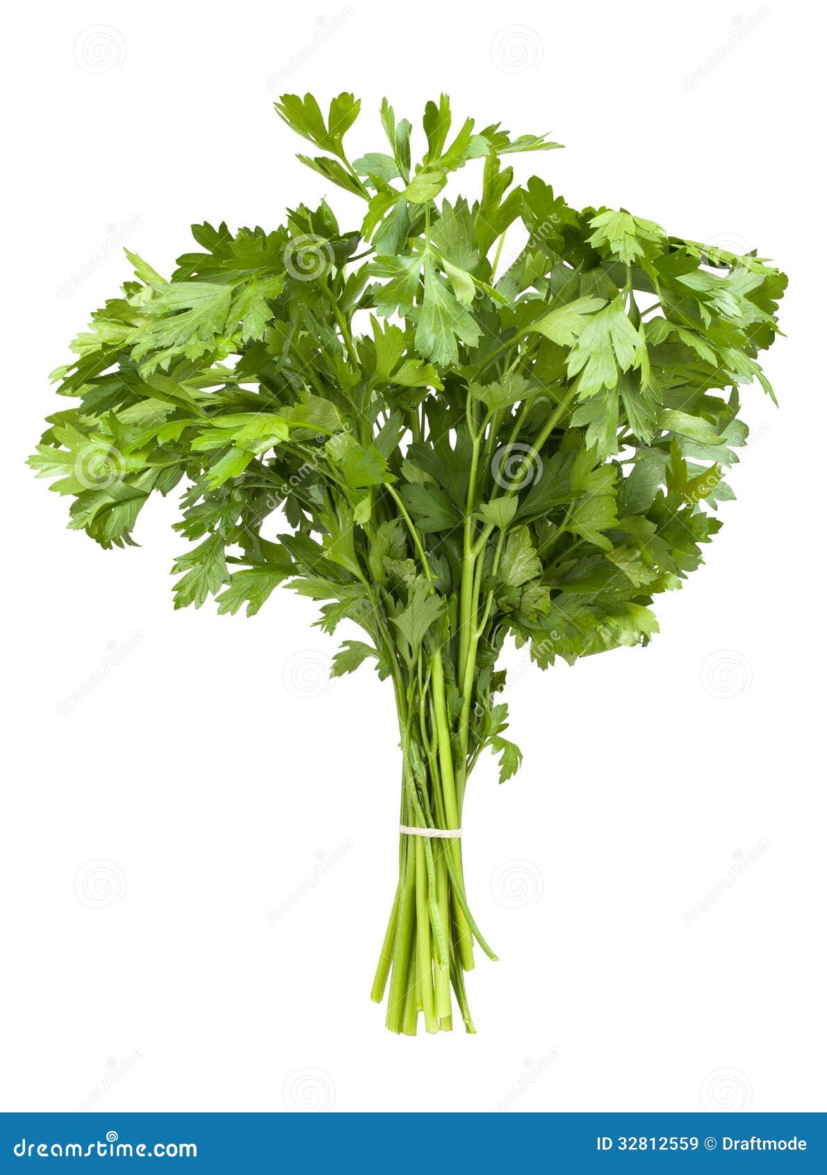 Parsley bunch stock image. Image of leaf, bundle, studio 32812559