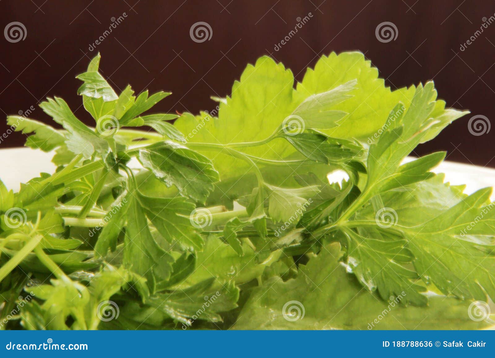 Parsley stock photo. Image of parsley, macrophotography 188788636