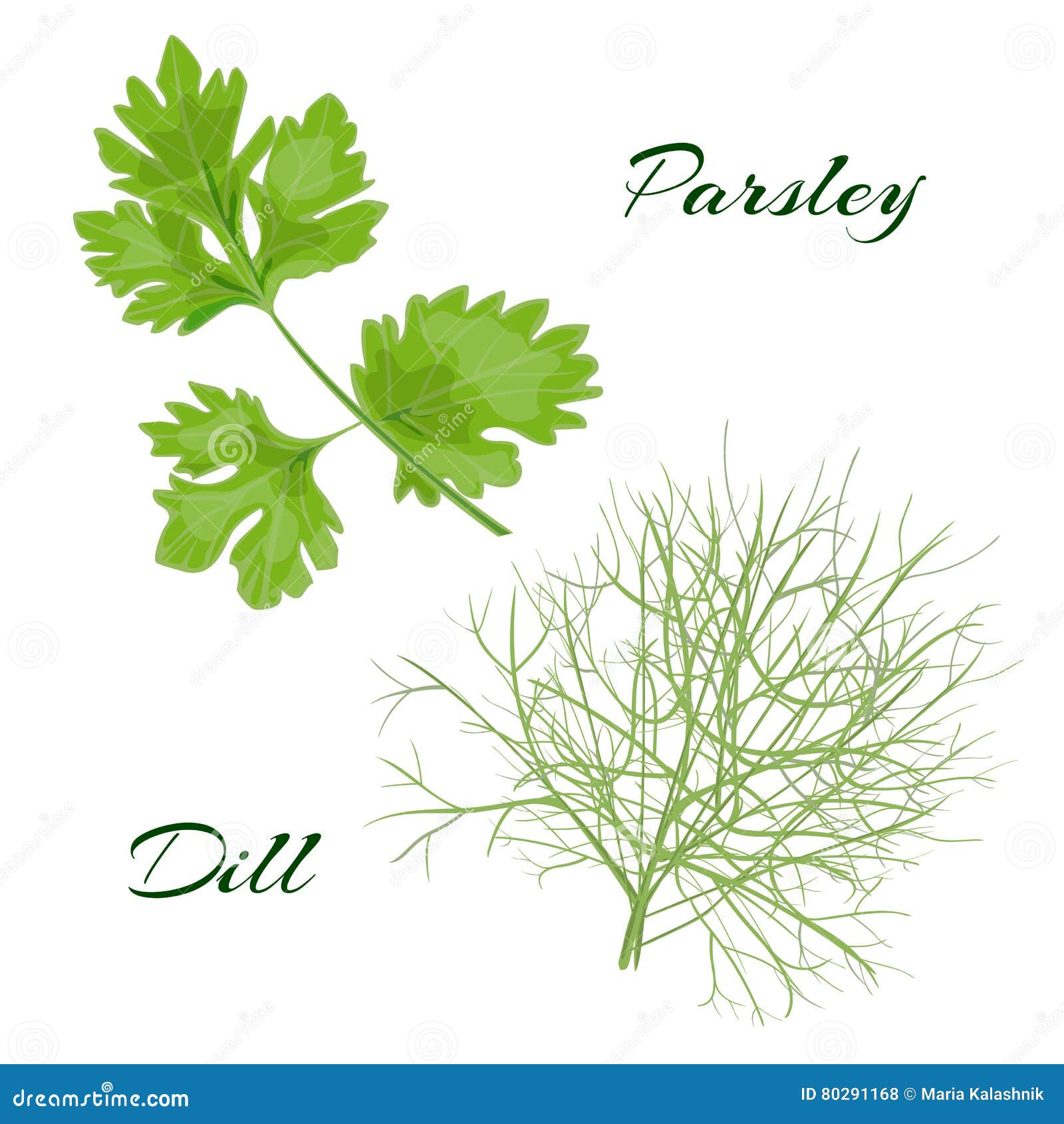 Parsley and dill. stock illustration. Illustration of leaf 80291168