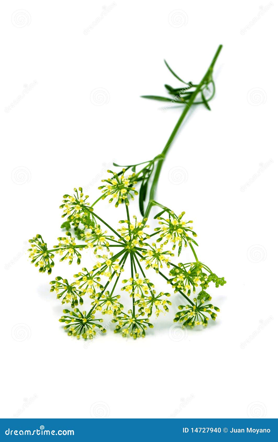 Parsley flower stock photo. Image of aromatic, flavor 14727940