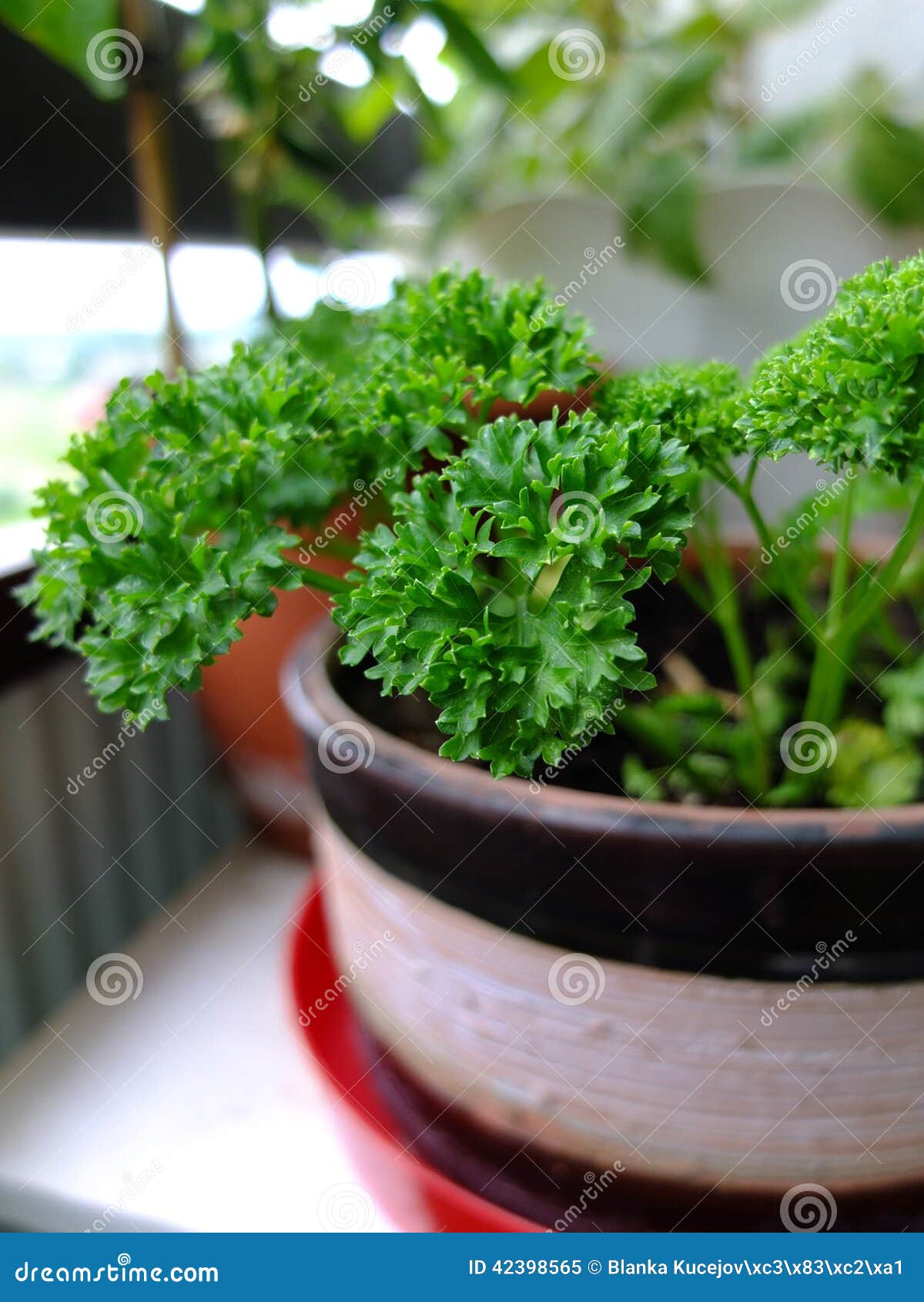 Parsley in flowerpot. stock image. Image of fresh, food 42398565