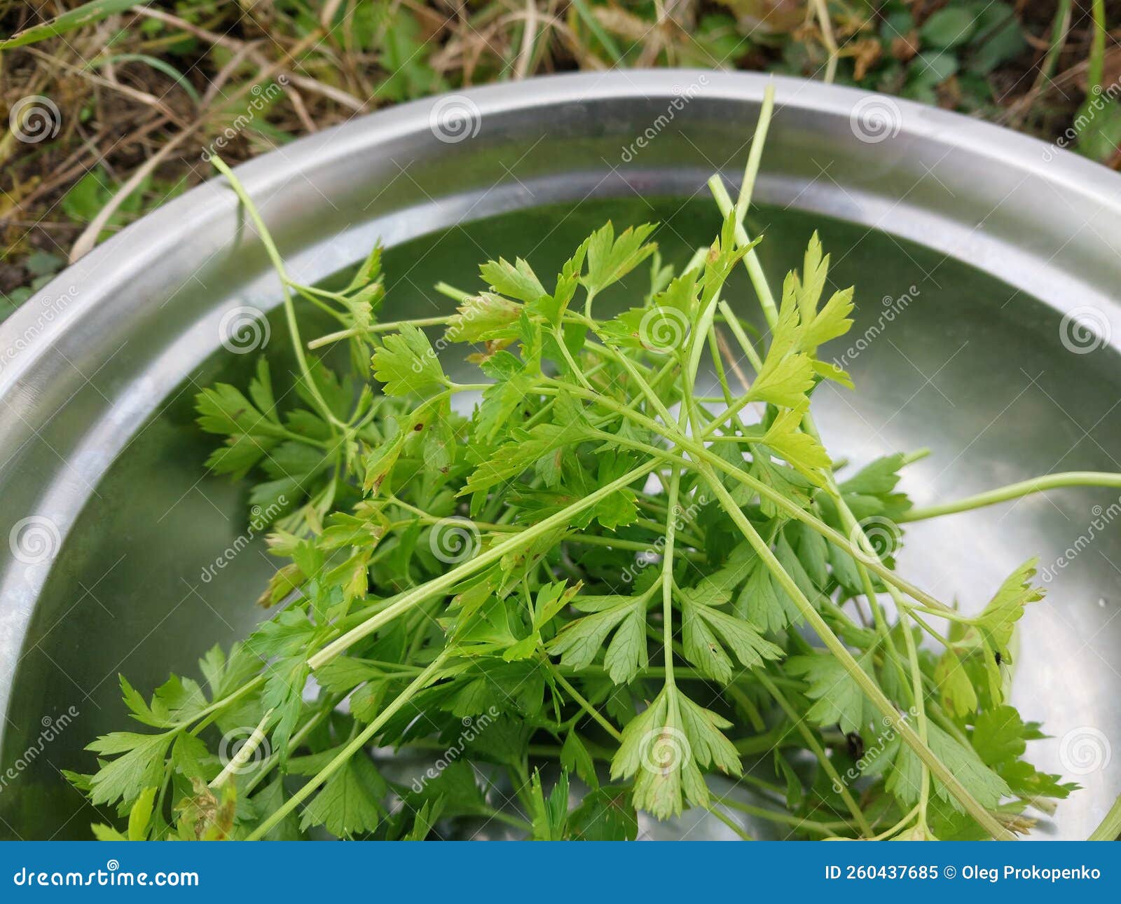 Parsley Greens Grown in the Garden Stock Image Image of season, parsley 260437685