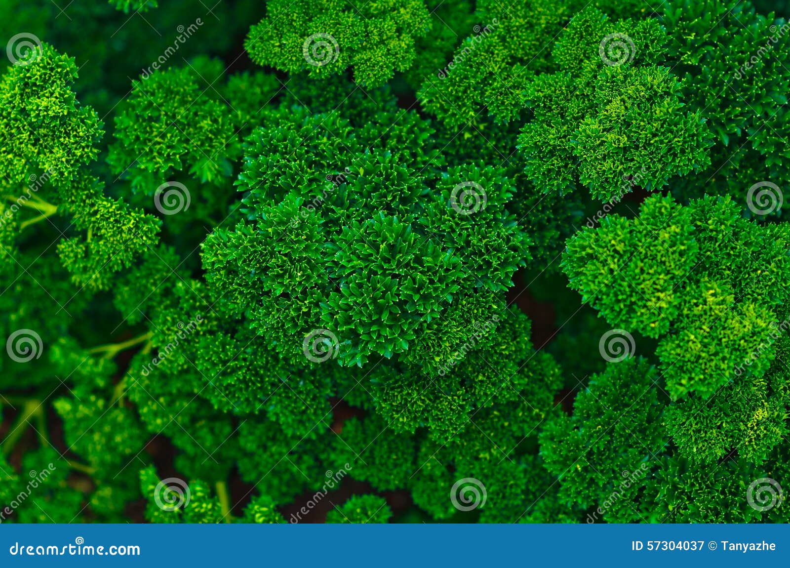 Parsley growth stock image. Image of fresh, green, growing 57304037