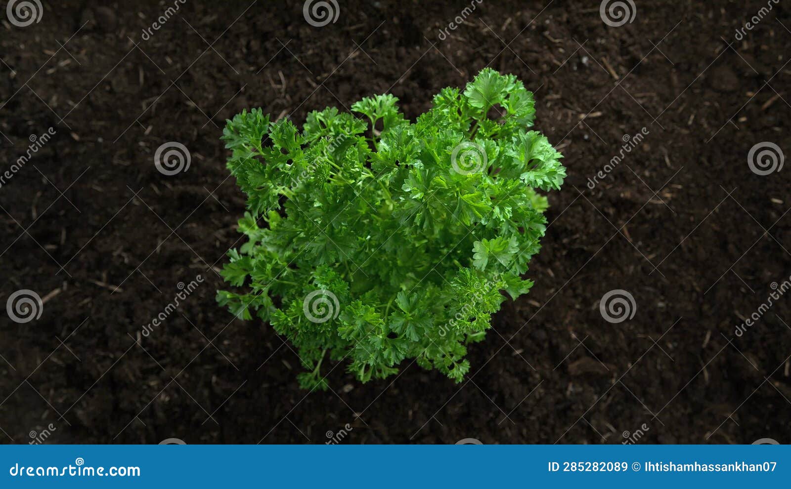 Parsley Herb Growing Up from Ground in Slow Motion and Macro Top View