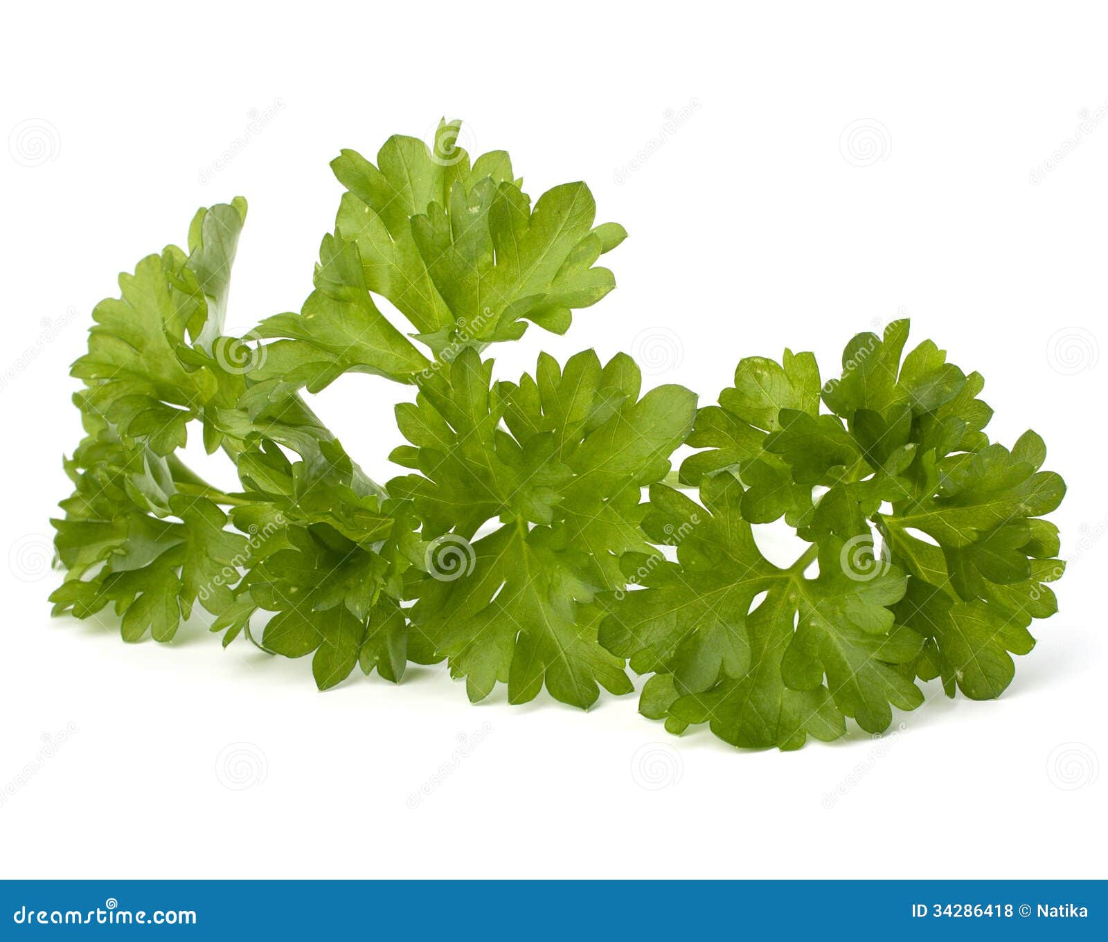 Parsley herb stock photo. Image of intact, clean, healthy 34286418