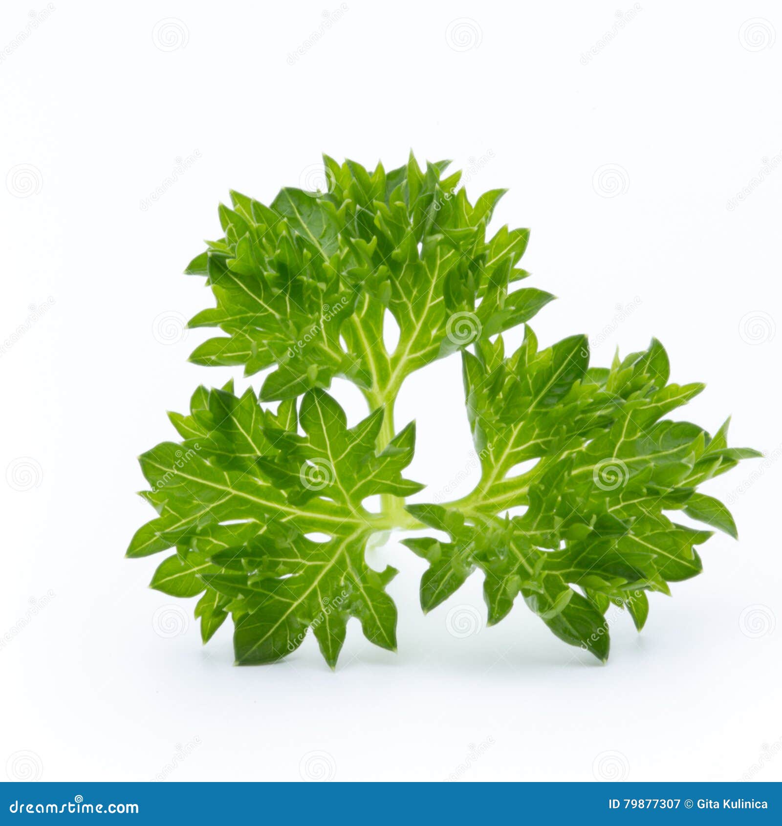 Parsley Herb Isolated on White Background Stock Image Image of