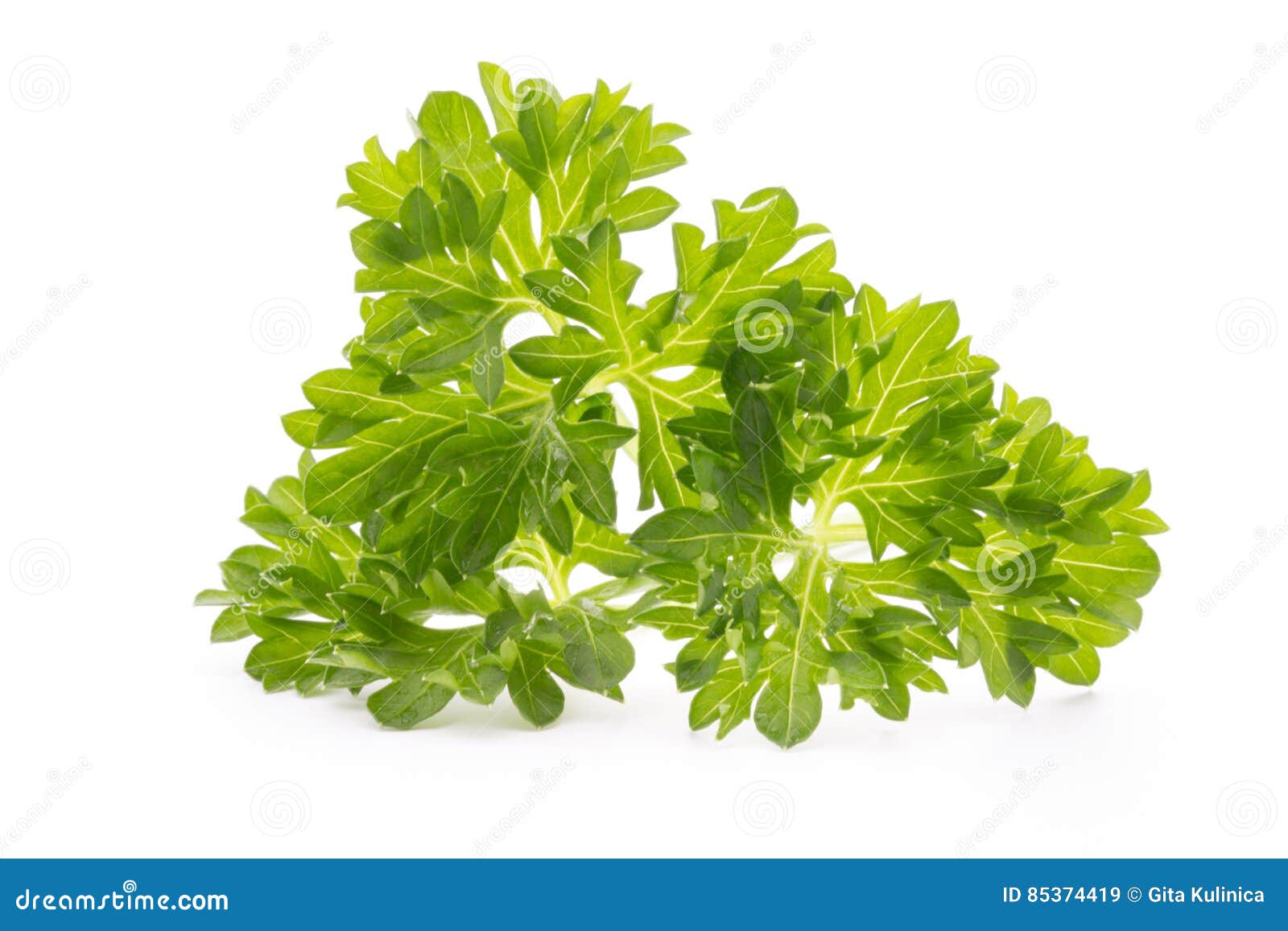 Parsley Herb Isolated on White Background. Stock Image Image of sheaf