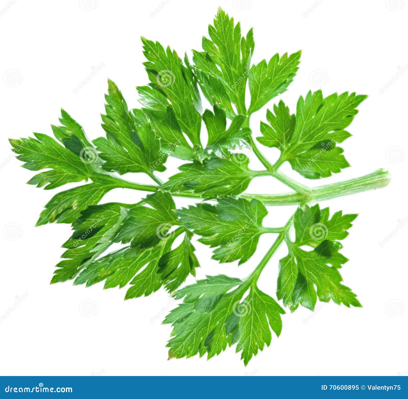 Parsley Herb Isolated on the White Background. Stock Image Image of food, seasoning 70600895