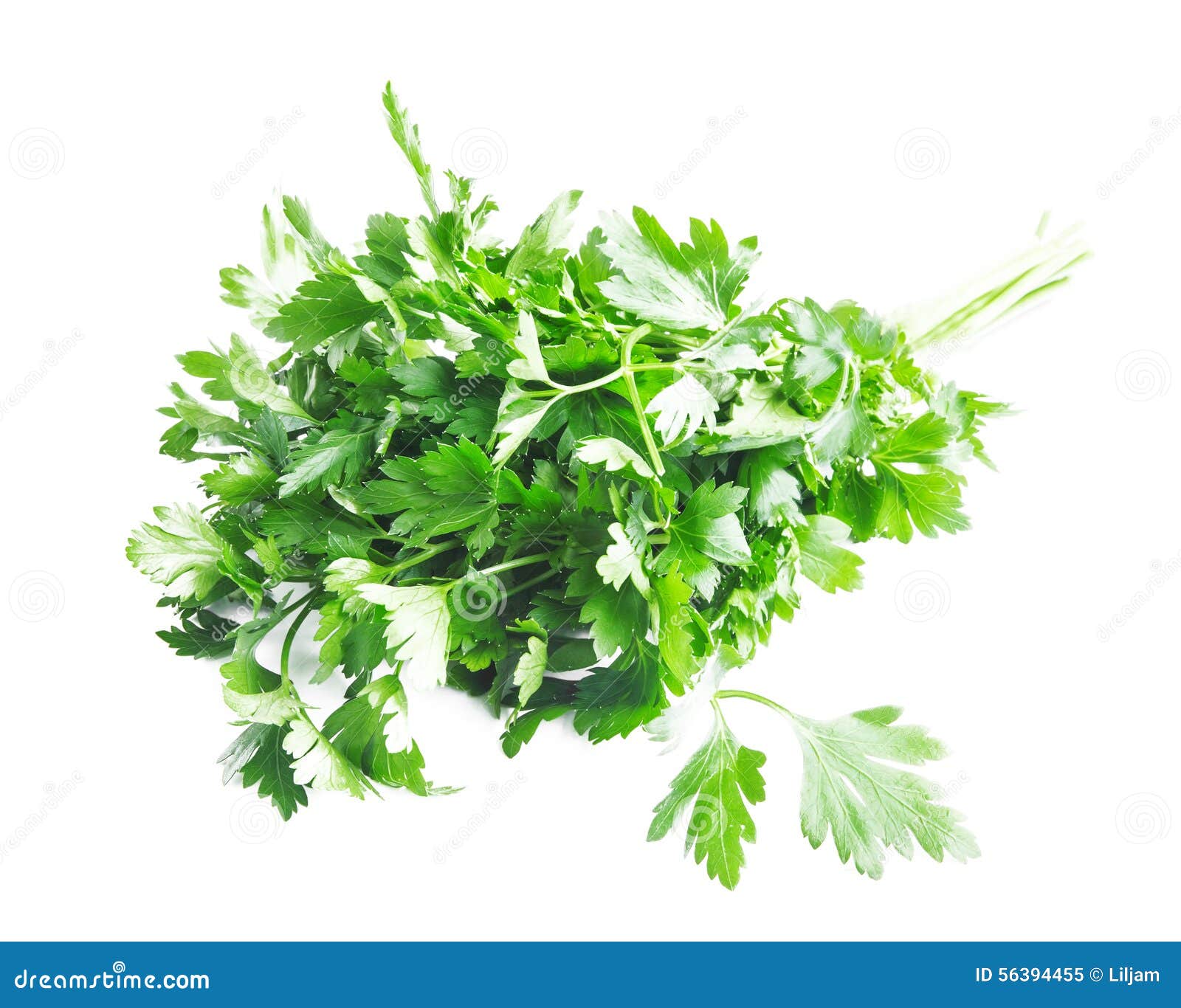 Parsley Herb stock image. Image of leaf, spice, parsley 56394455