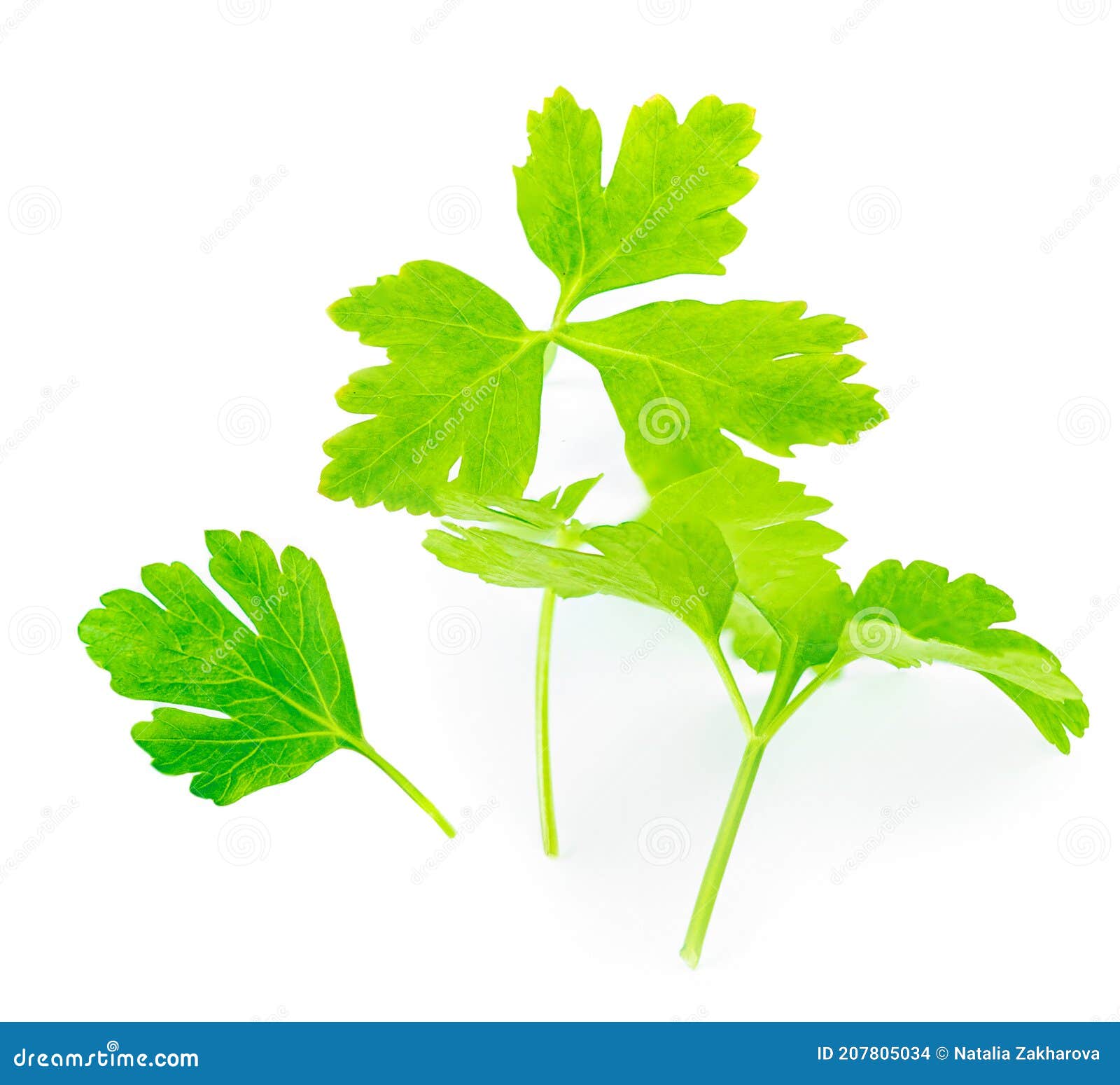 Parsley Herb Isolated on White Background. Fresh Parsley Leaves Stock