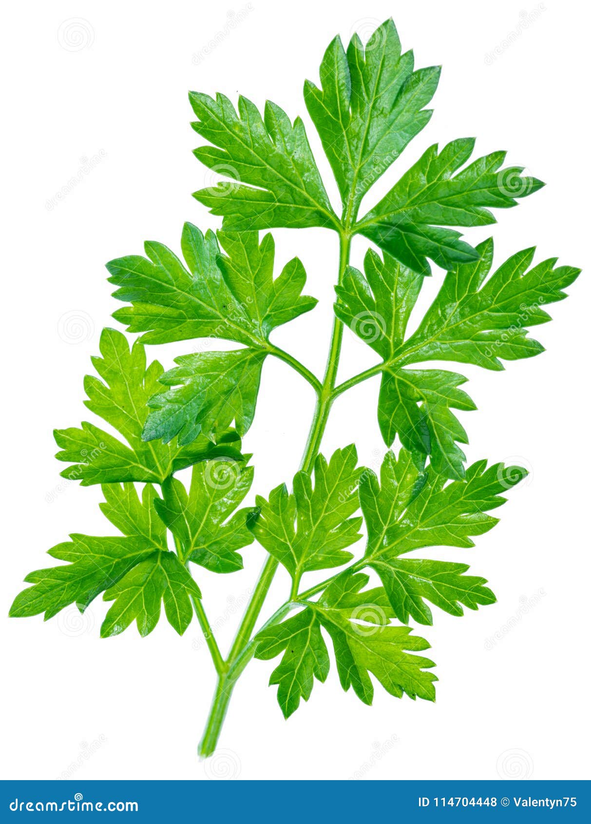 Parsley Herb. Macro Shot of Small Branch Stock Photo Image of flat