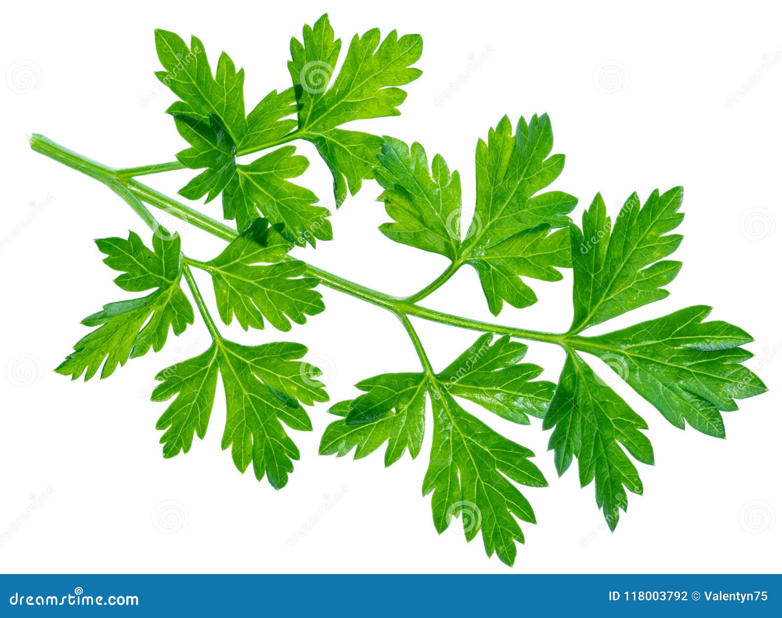 Parsley Herb. Macro Shot of Small Branch Stock Photo Image of macro