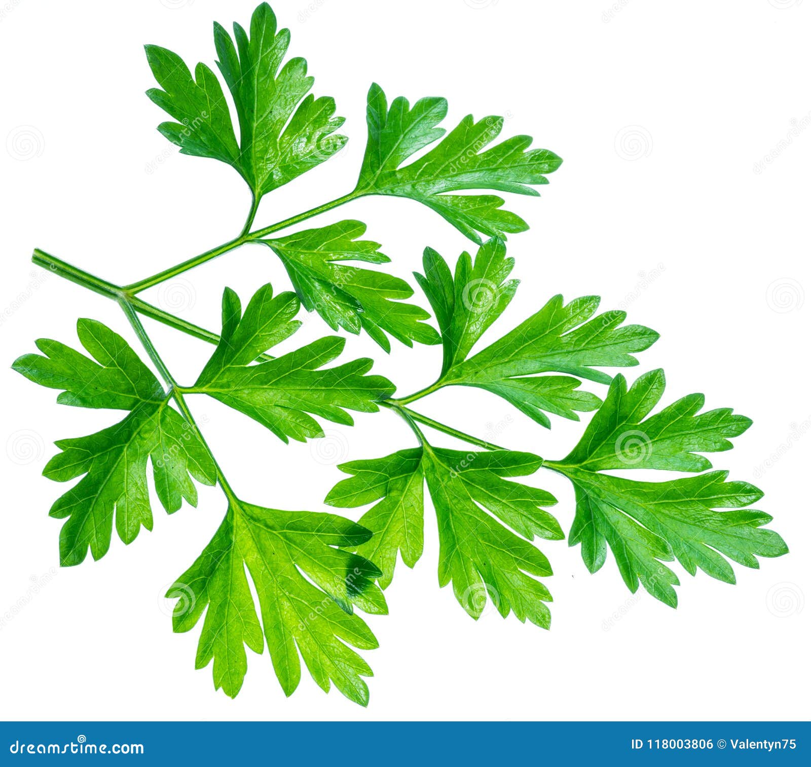 Parsley Herb. Macro Shot of Small Branch Stock Photo Image of herb
