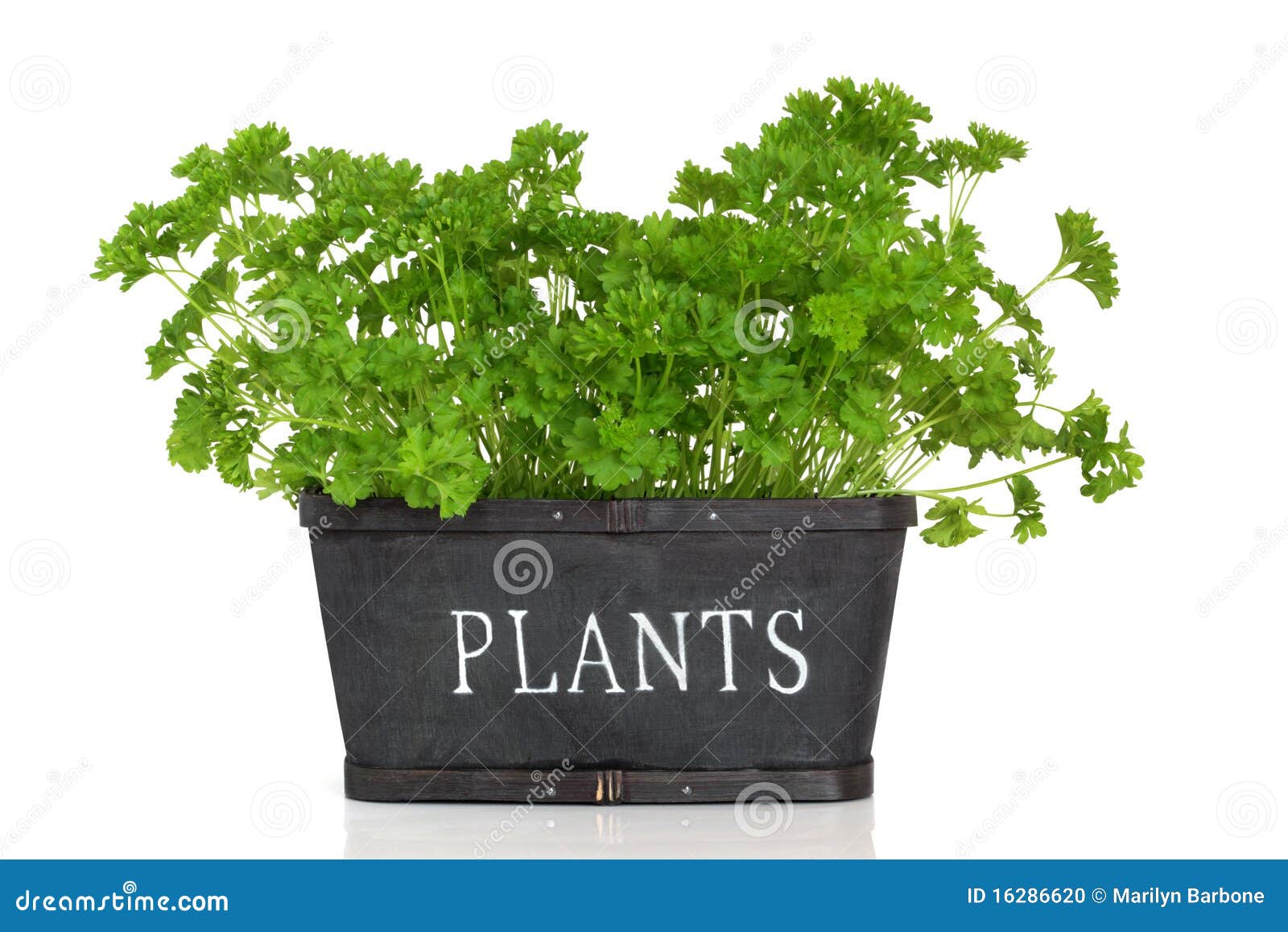 parsley herb plant