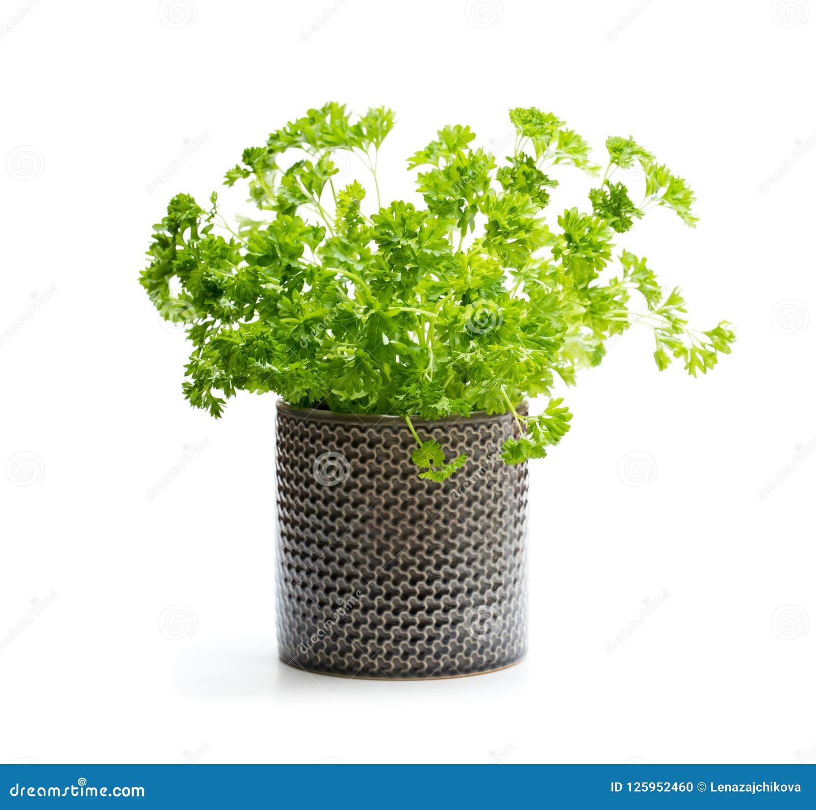Parsley Herb Plant in a Pot Isolated on White Stock Photo Image of