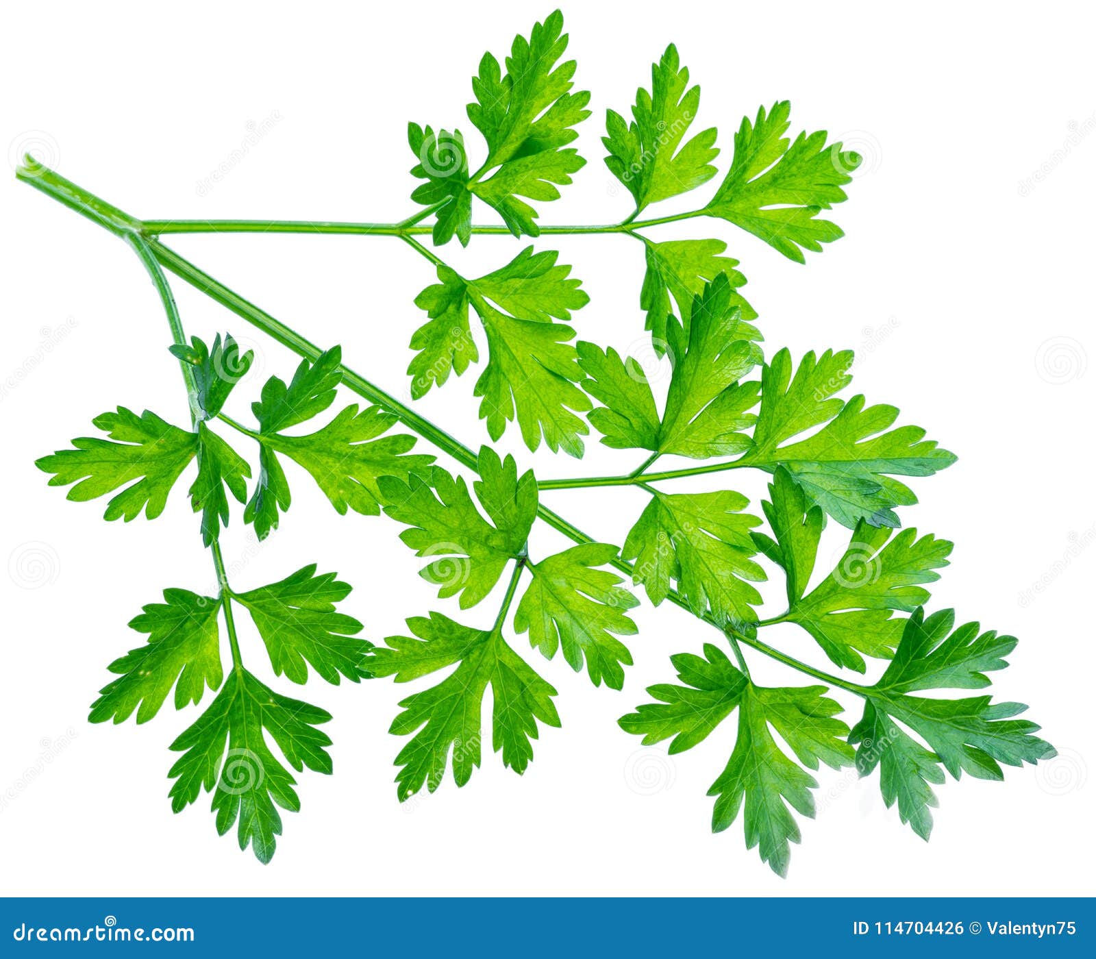 Parsley Herb. Small Branch on White Background Stock Photo Image of