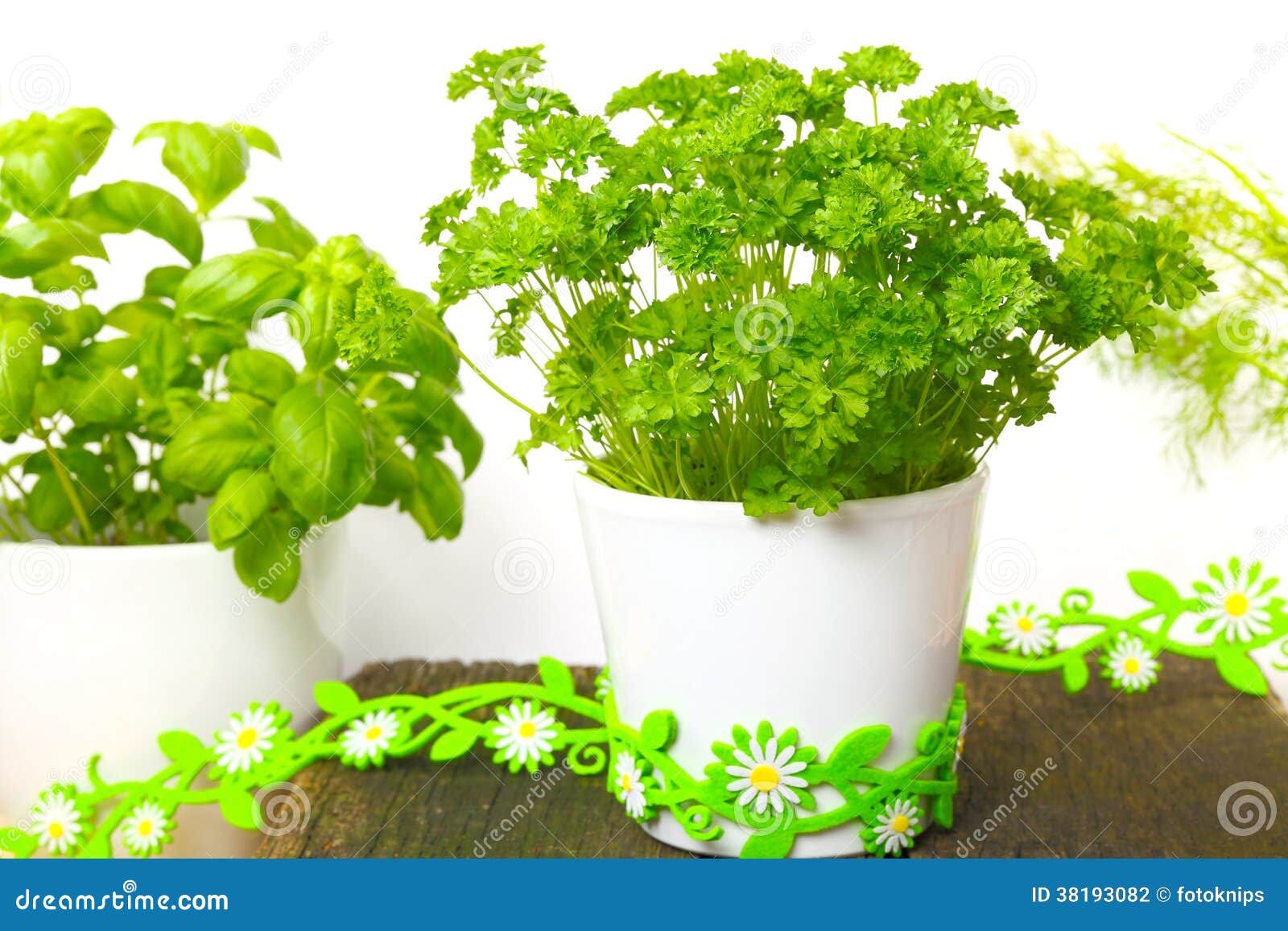 Parsley, herbs pots stock photo. Image of kitchen, herbs 38193082