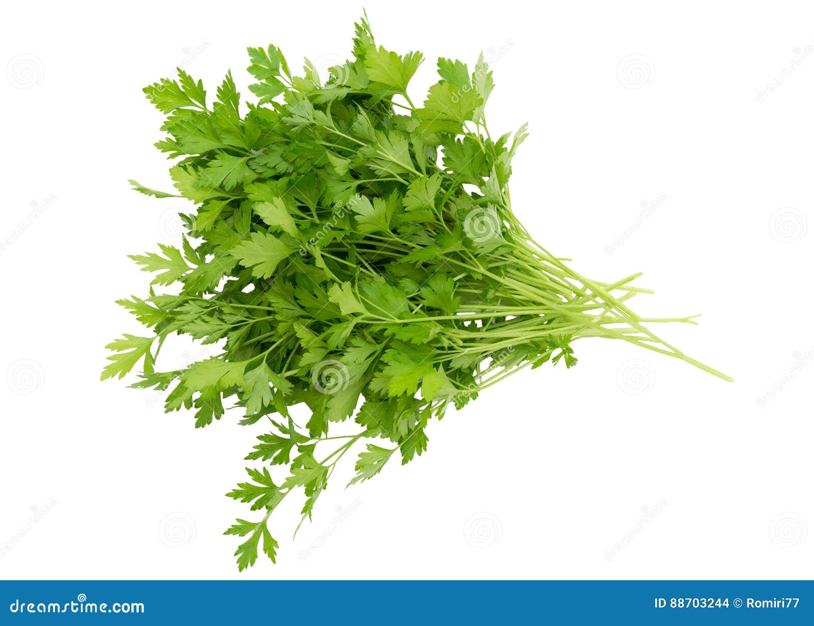 Parsley leaf stock photo. Image of fresh, white, spice 88703244