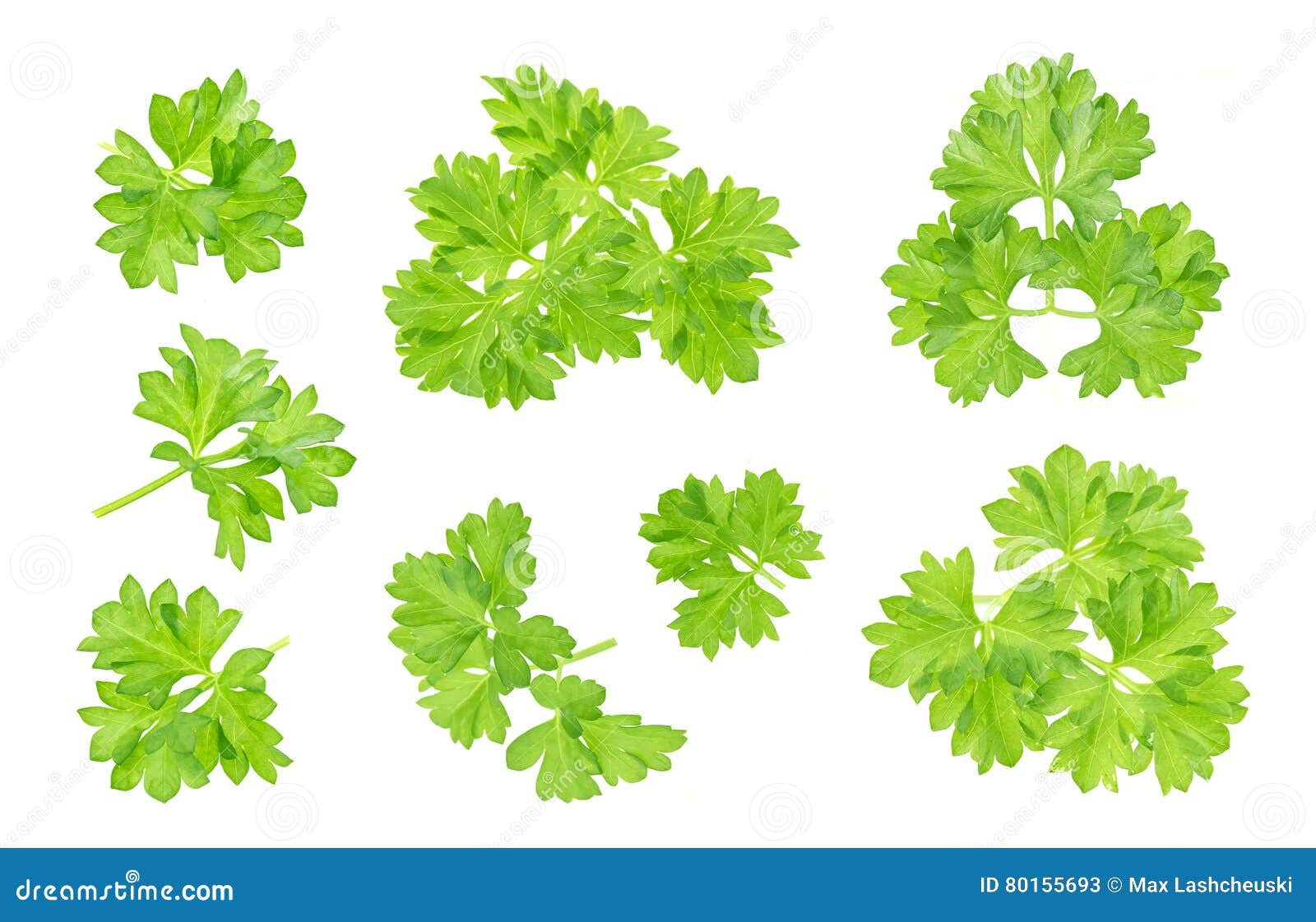 Parsley Leaf Isolated On White. Closeup Stock Image Image of freshness, vegetarian 80155693