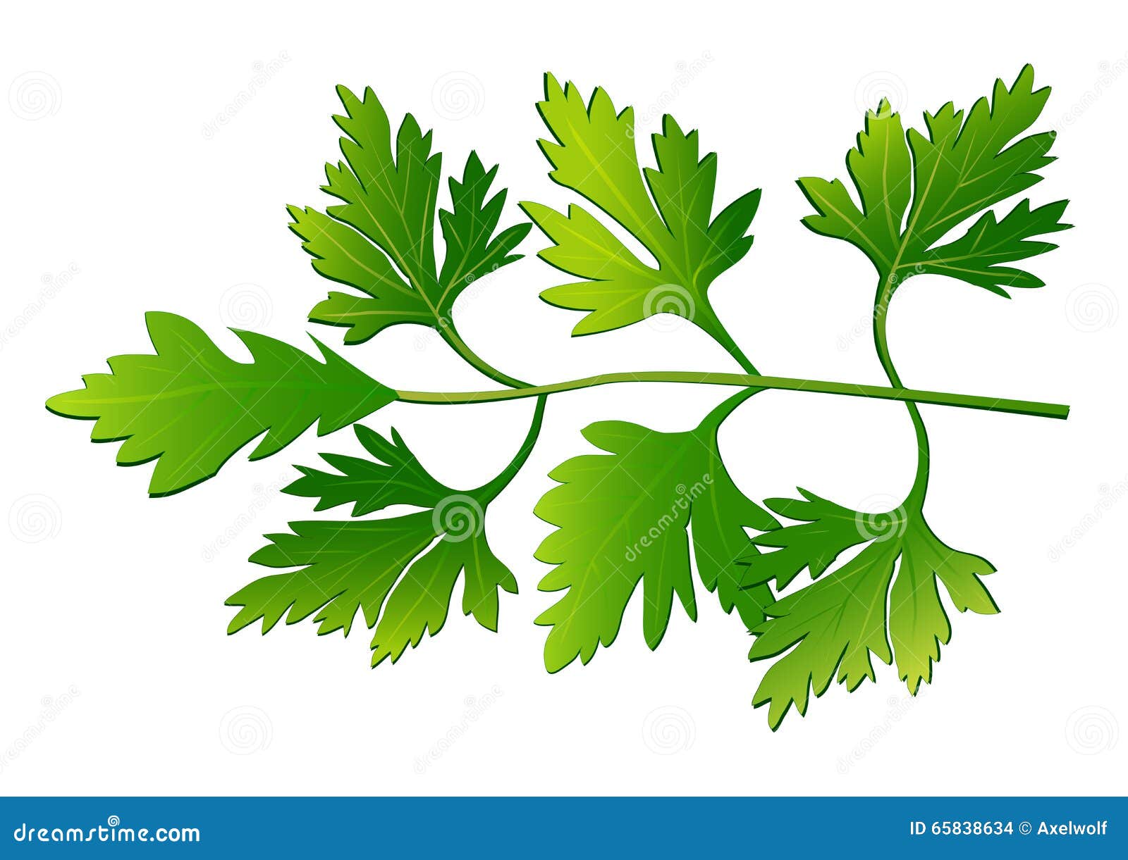 Parsley. Vector Drawing 87435911