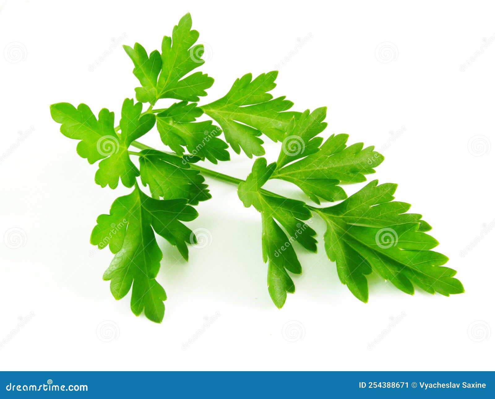 Parsley Leaf in Portable Network Graphics Stock Image Image of