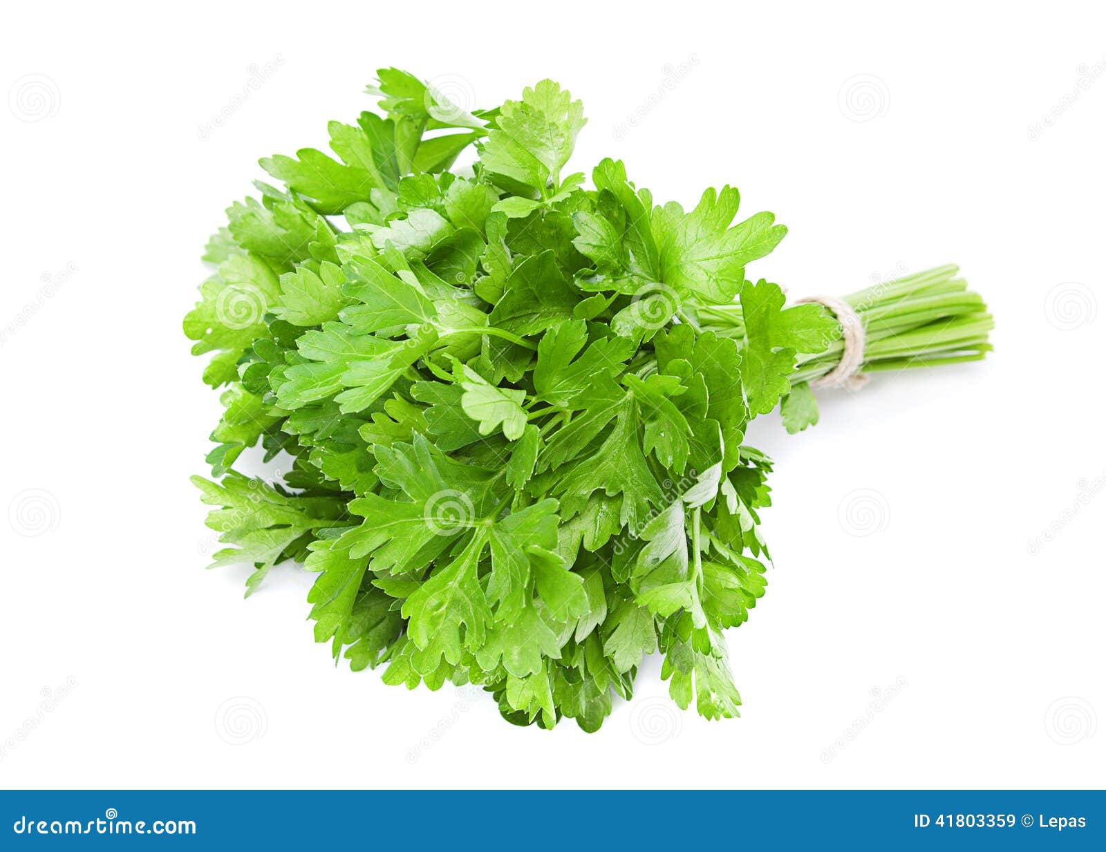 Parsley leaf on white stock image. Image of parsley, seasoning 41803359