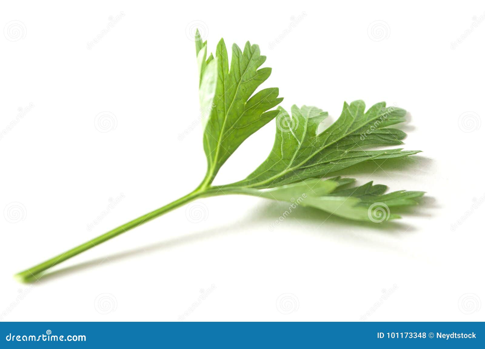 Parsley Leaf on White Background Stock Photo Image of white, vegan