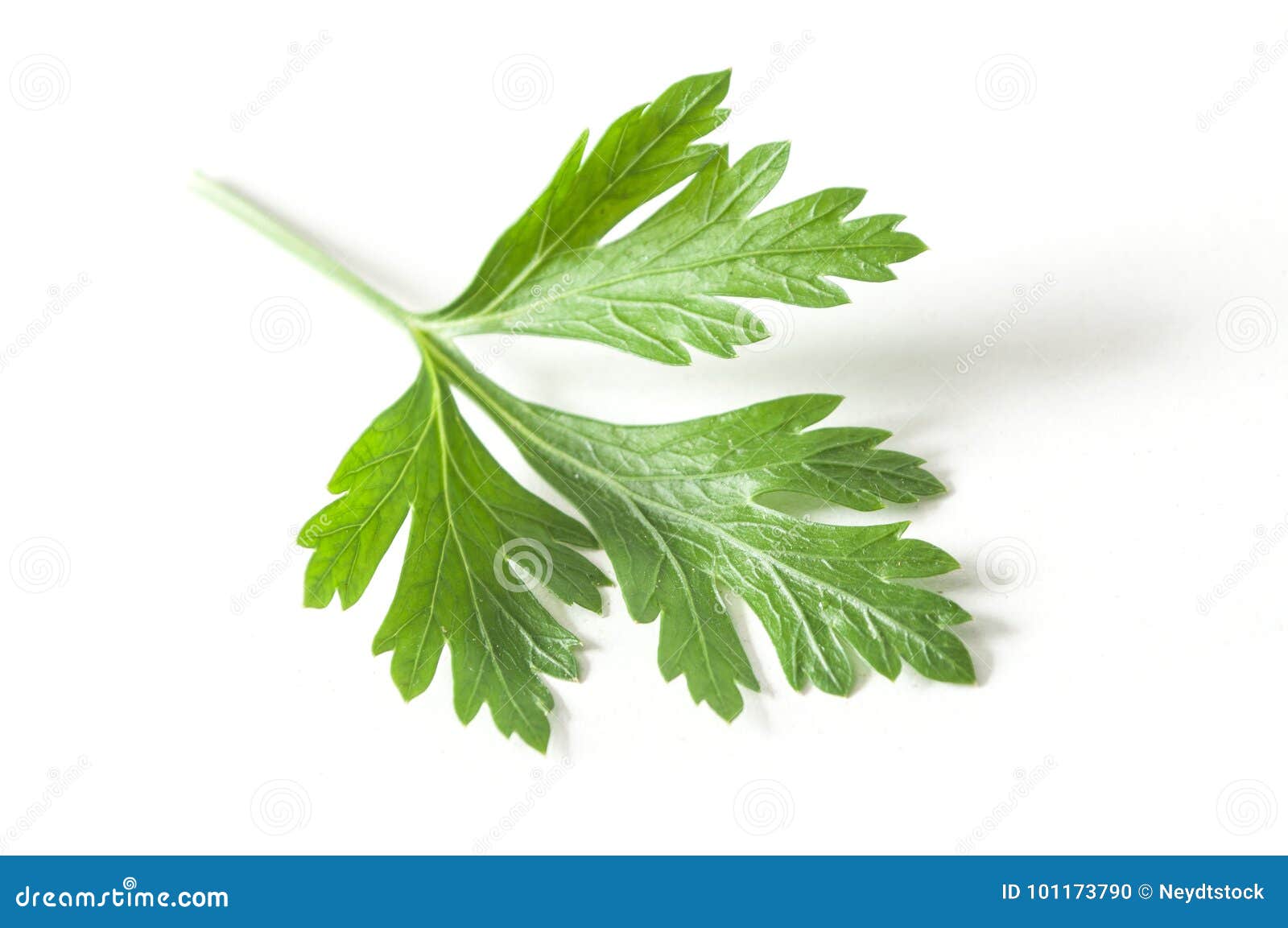Parsley Leaf on White Background Stock Photo Image of coriander