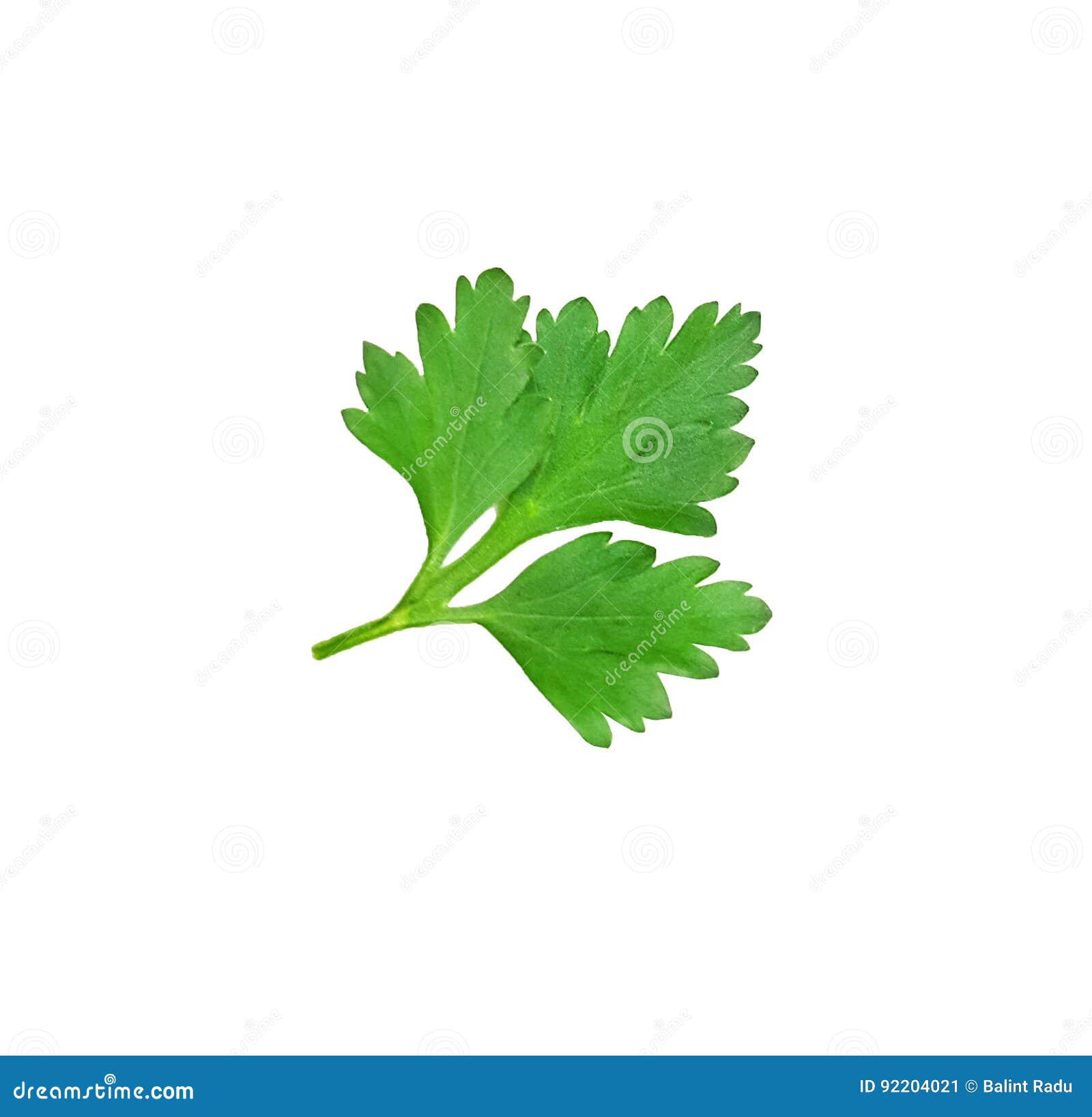 Parsley Leaf on White Background Stock Image Image of tuft, white