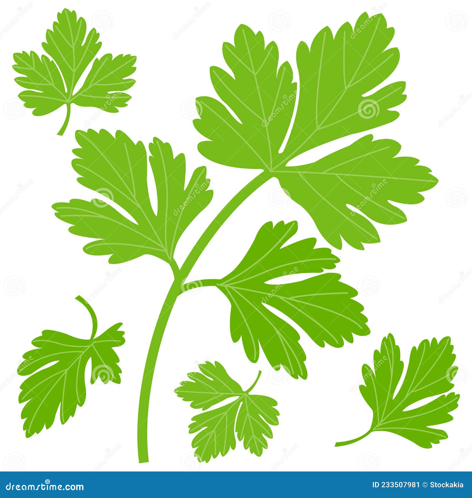 Parsley Leaves. Vector Illustration Stock Vector Illustration of