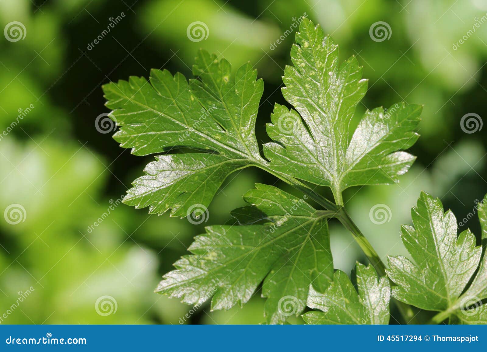 Parsley leaves stock photo. Image of garden, relish, greeny 45517294