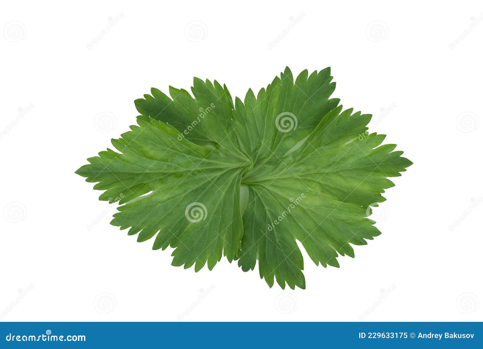Parsley Leaves Closeup Isolate on a White Background Stock Image Image of closeup, tasty