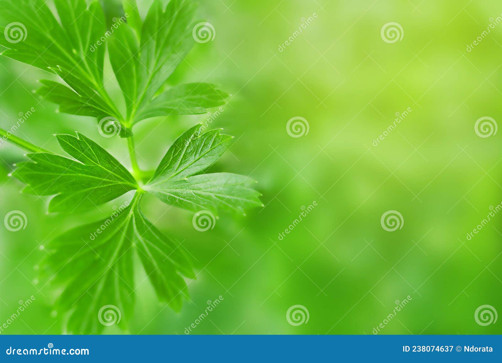 Parsley Leaves and Defocus Background Stock Image Image of herb, sunlight 238074637