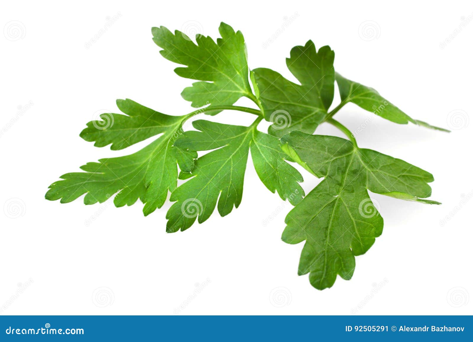 Parsley leaves stock image. Image of food, diet, cooking 92505291